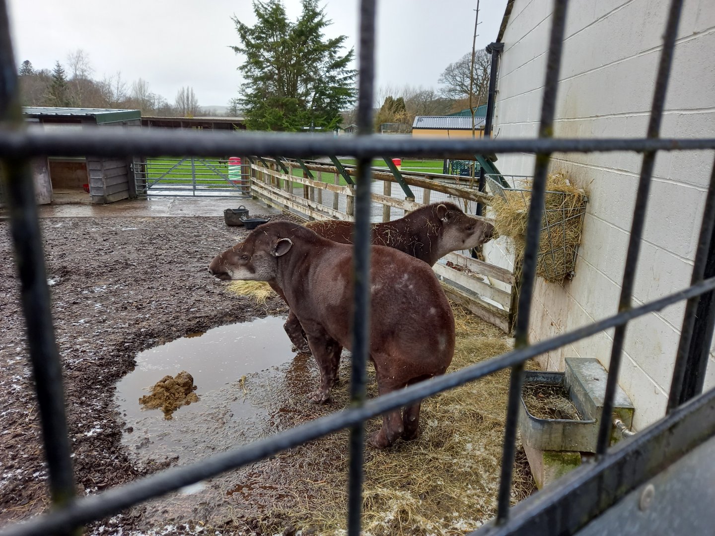 South American Tapirs