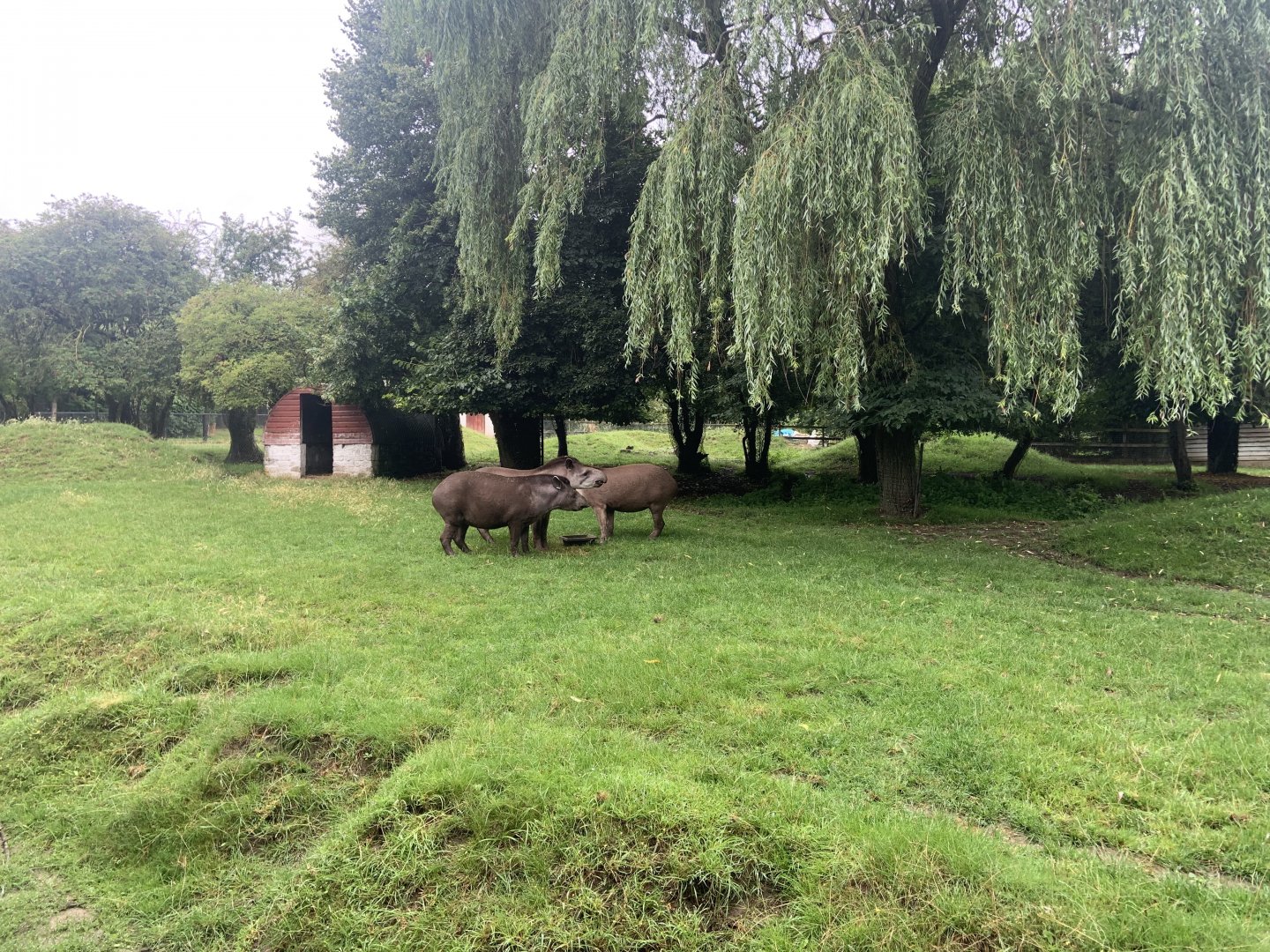 South american tapirs