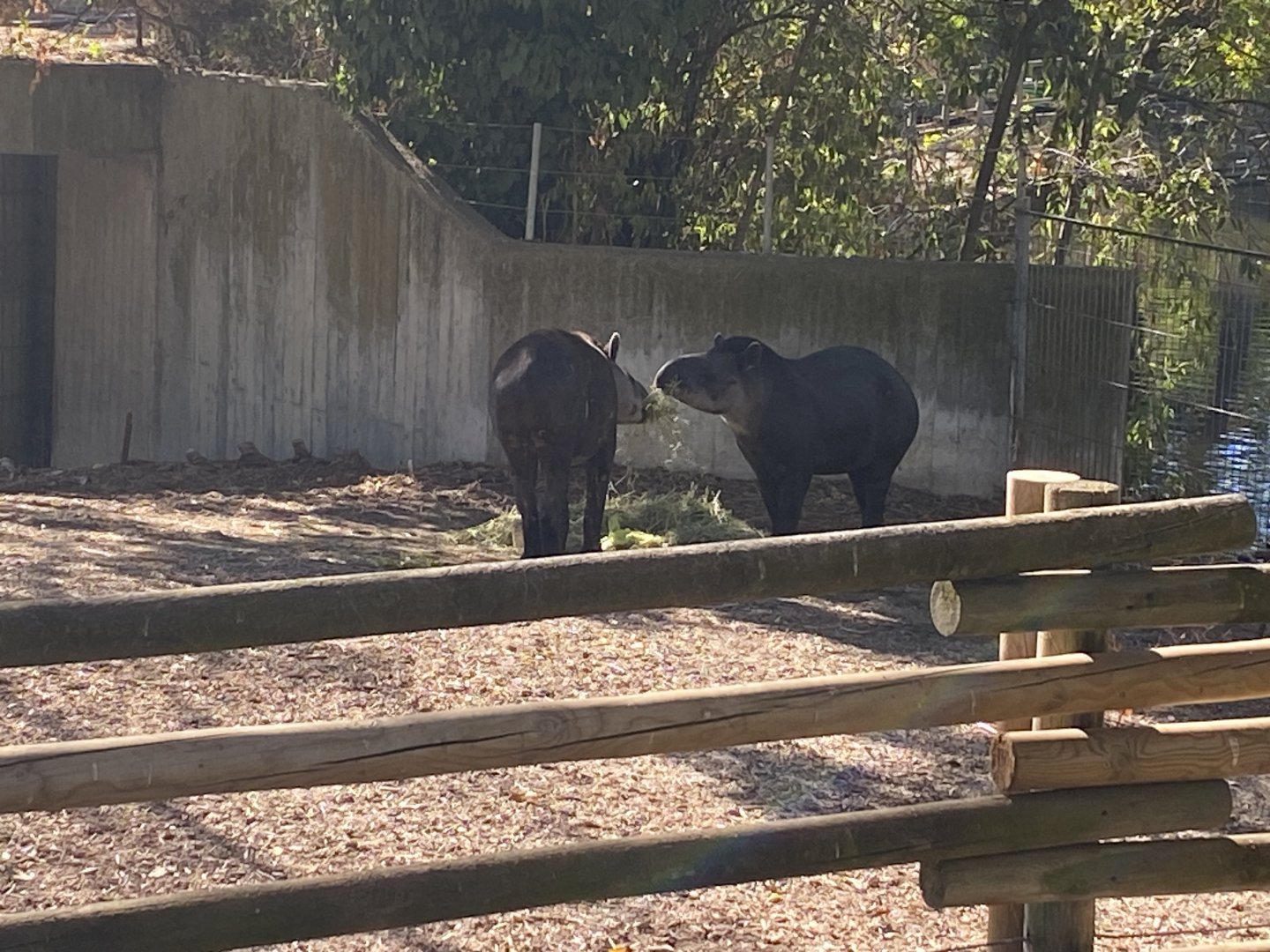 South American tapirs