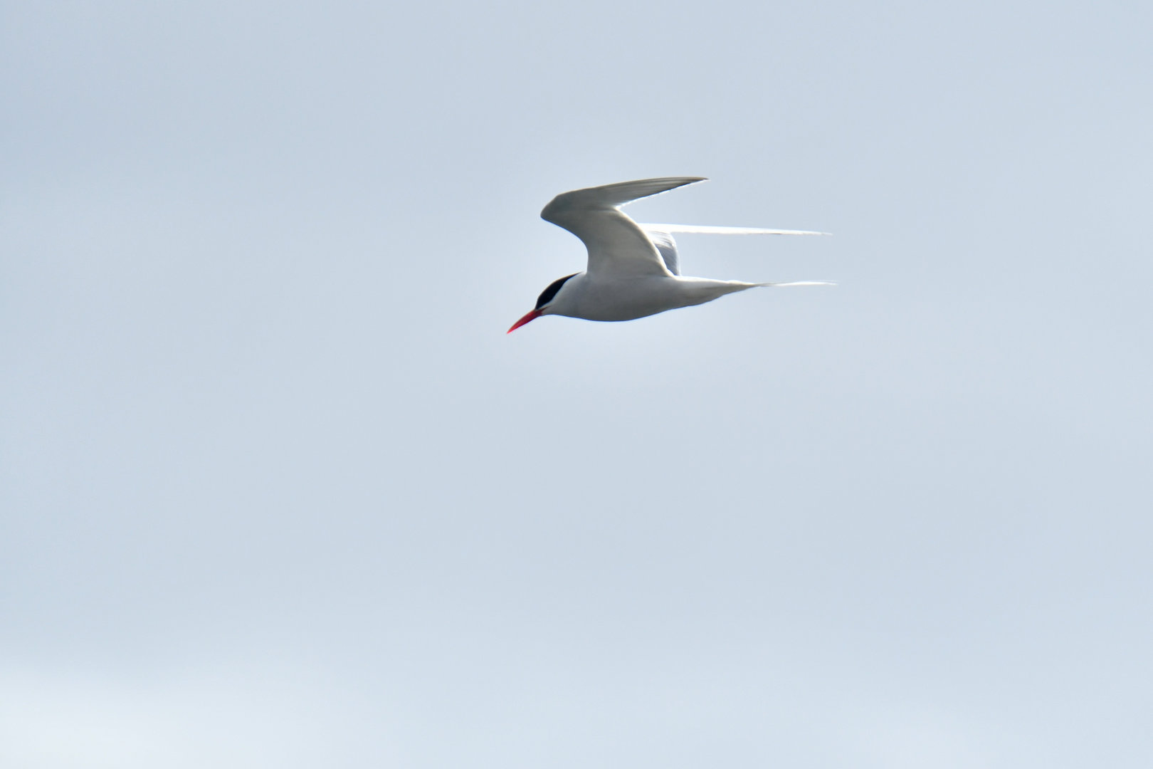 South American Tern Sterna hirundinacea