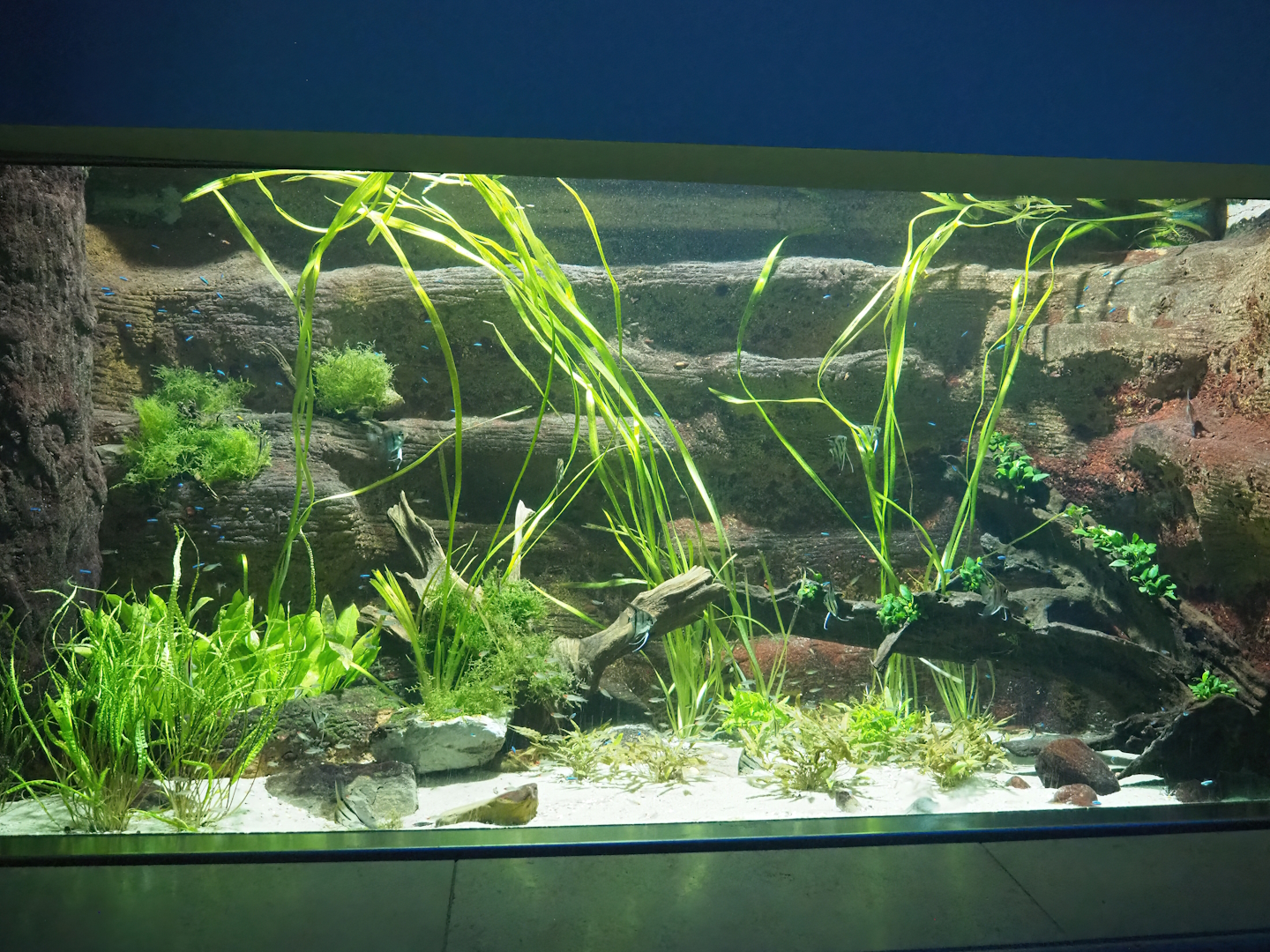 South American tetra and Freshwater angelfish tank, 2023-07-02