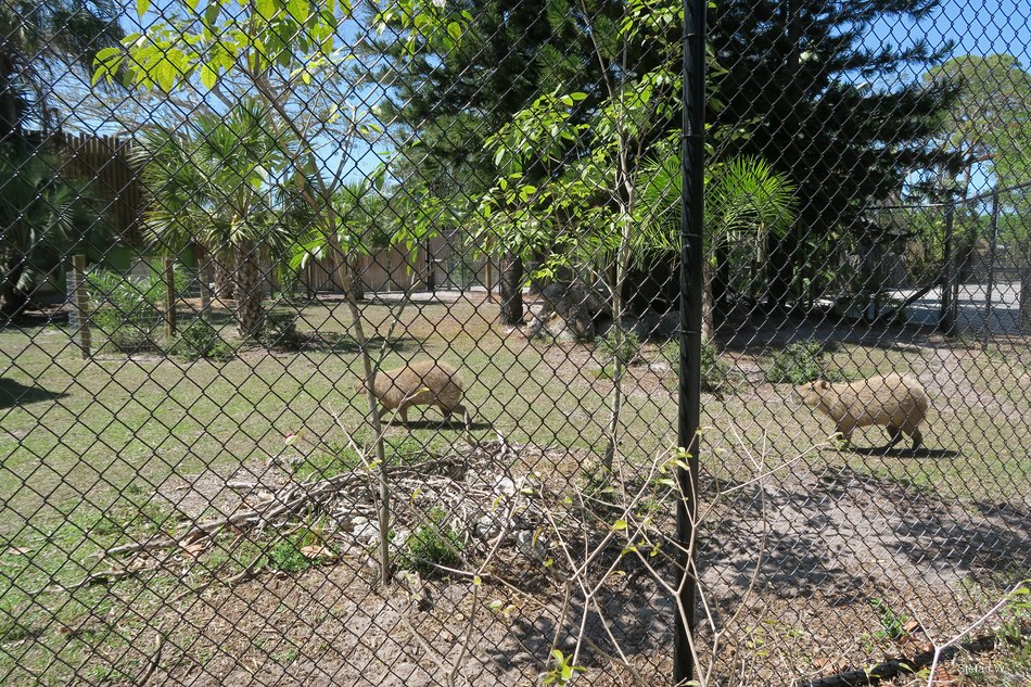 South American Trail - Capybara and Baird's tapir