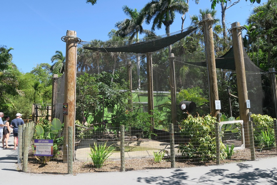 South American Trail - Sloths, tucans & tortoise