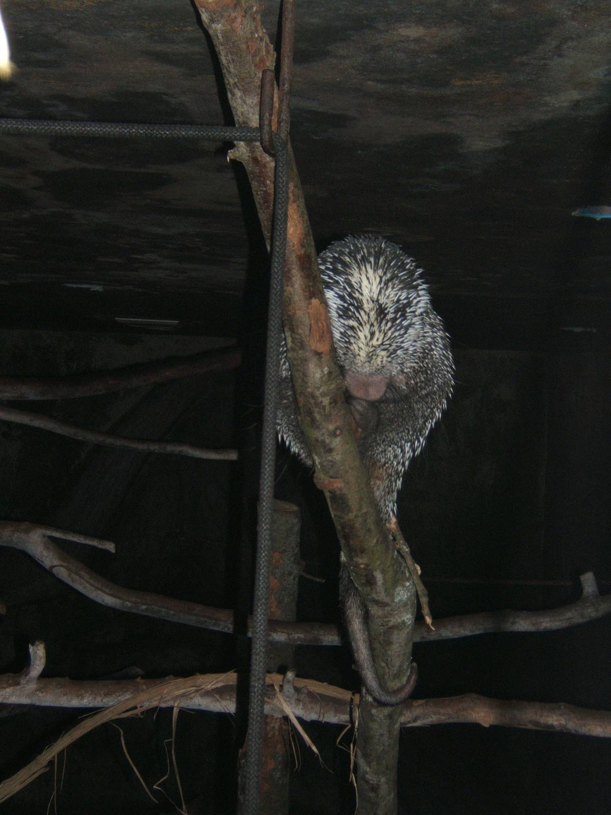 South American Tree Porcupine in with the Bats