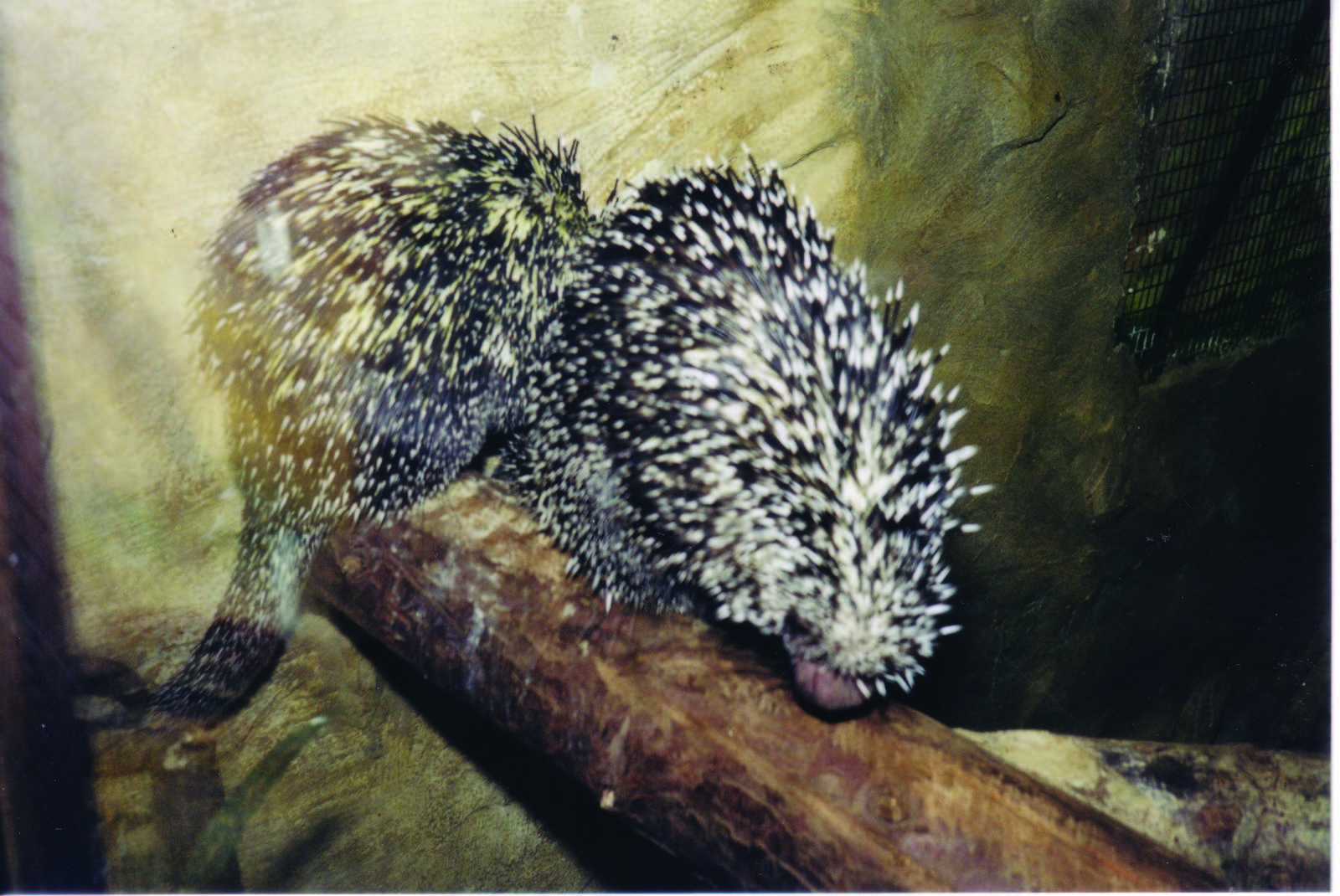 South American Tree Porcupine taken 30/9/2001