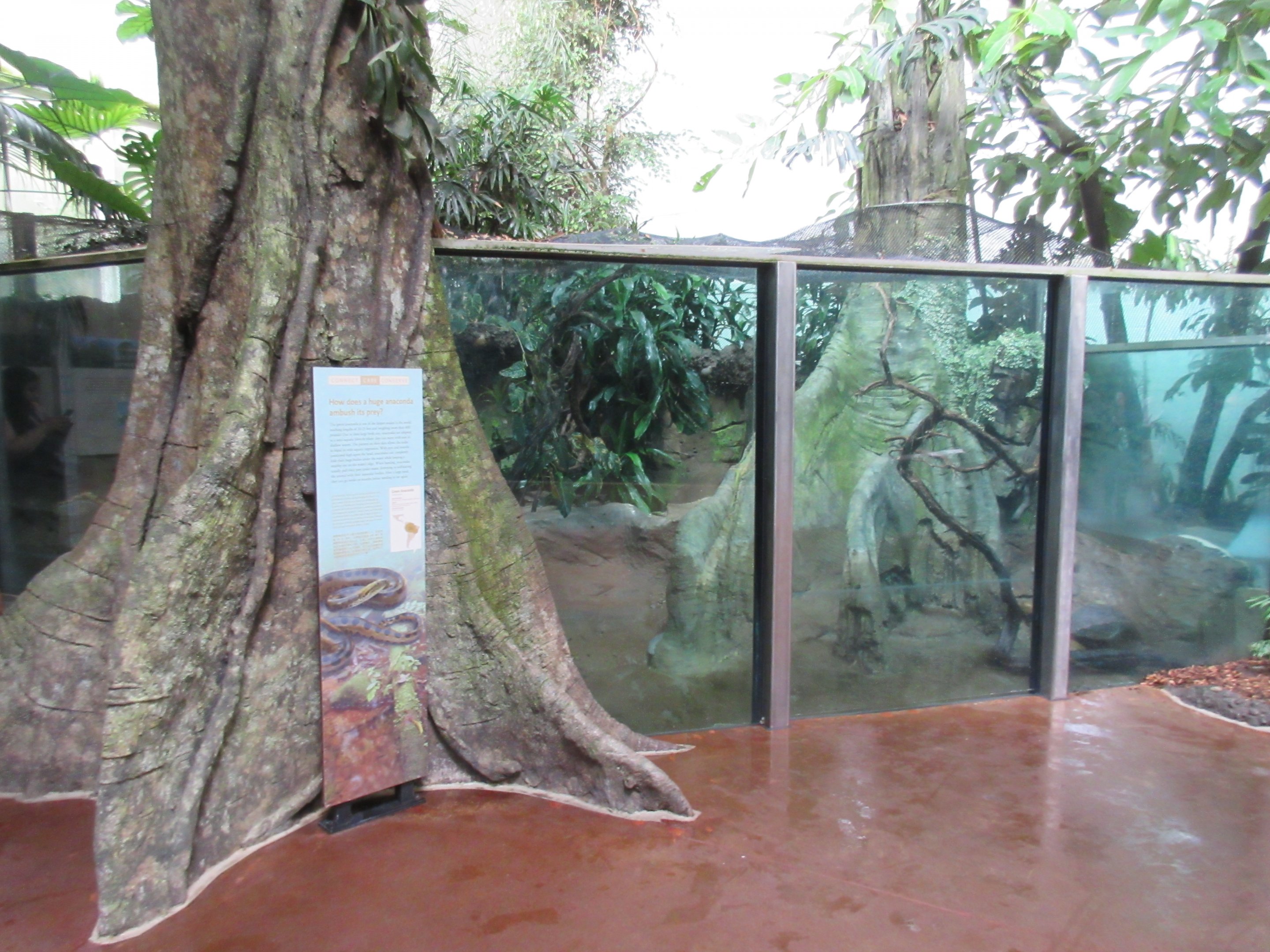 South American Tropical Rainforest & Aviary - Green Anaconda Exhibit