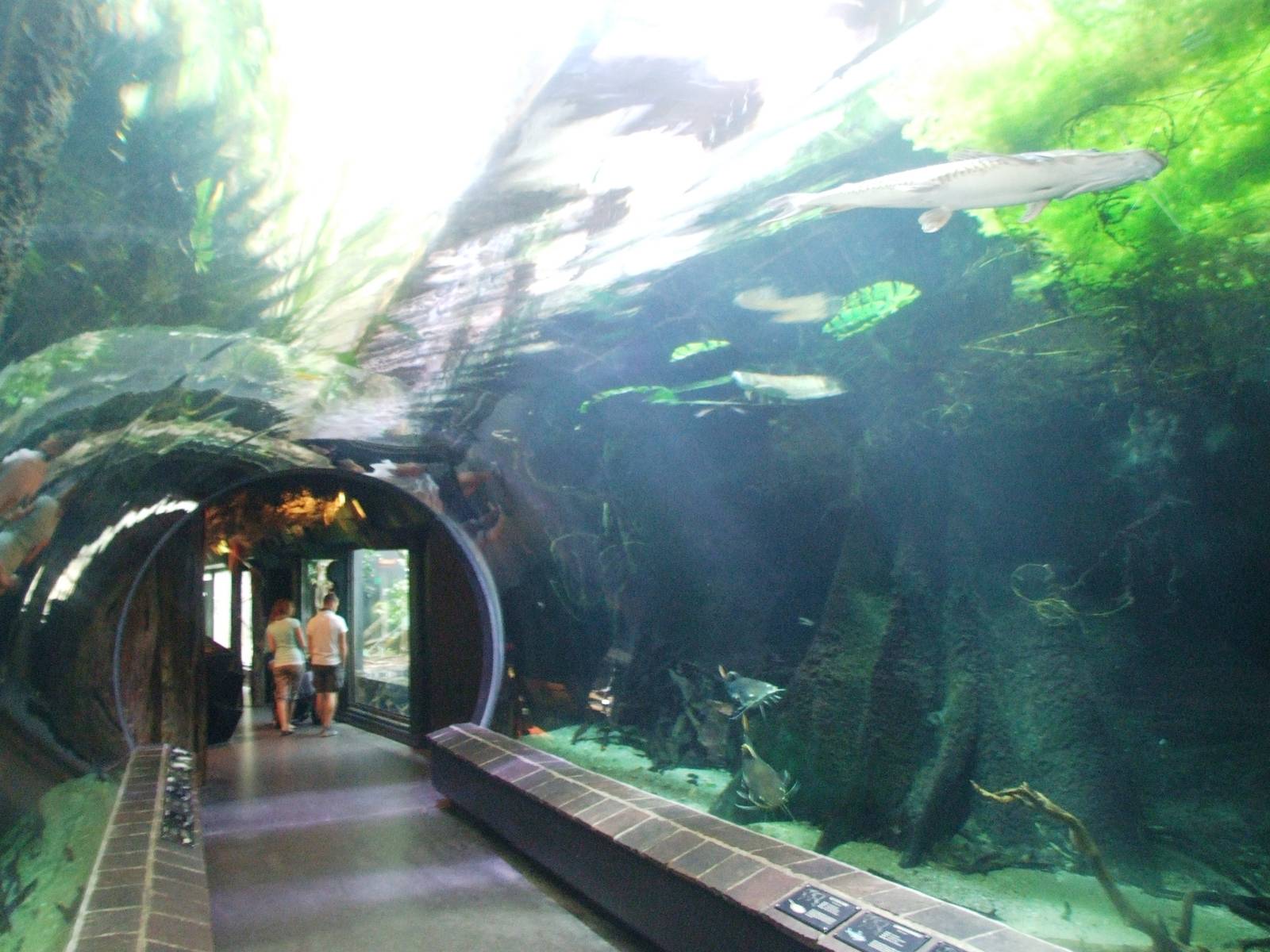 South American Tunnel at Vienna, 16/06/13