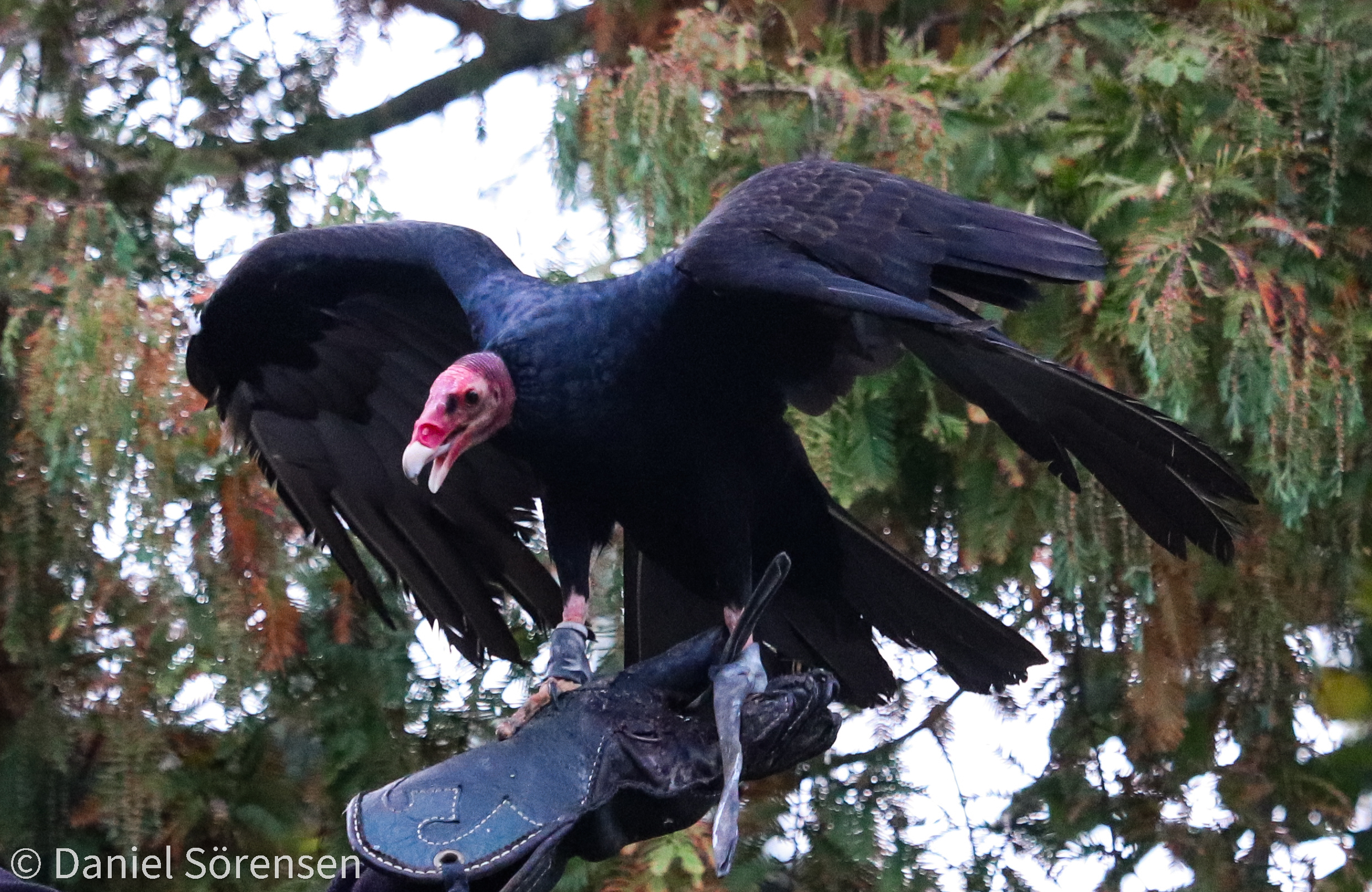 South American turkey vulture (Cathartes aura ruficollis)