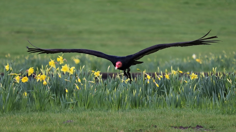 South American turkey vulture (Cathartes aura ruficollis)