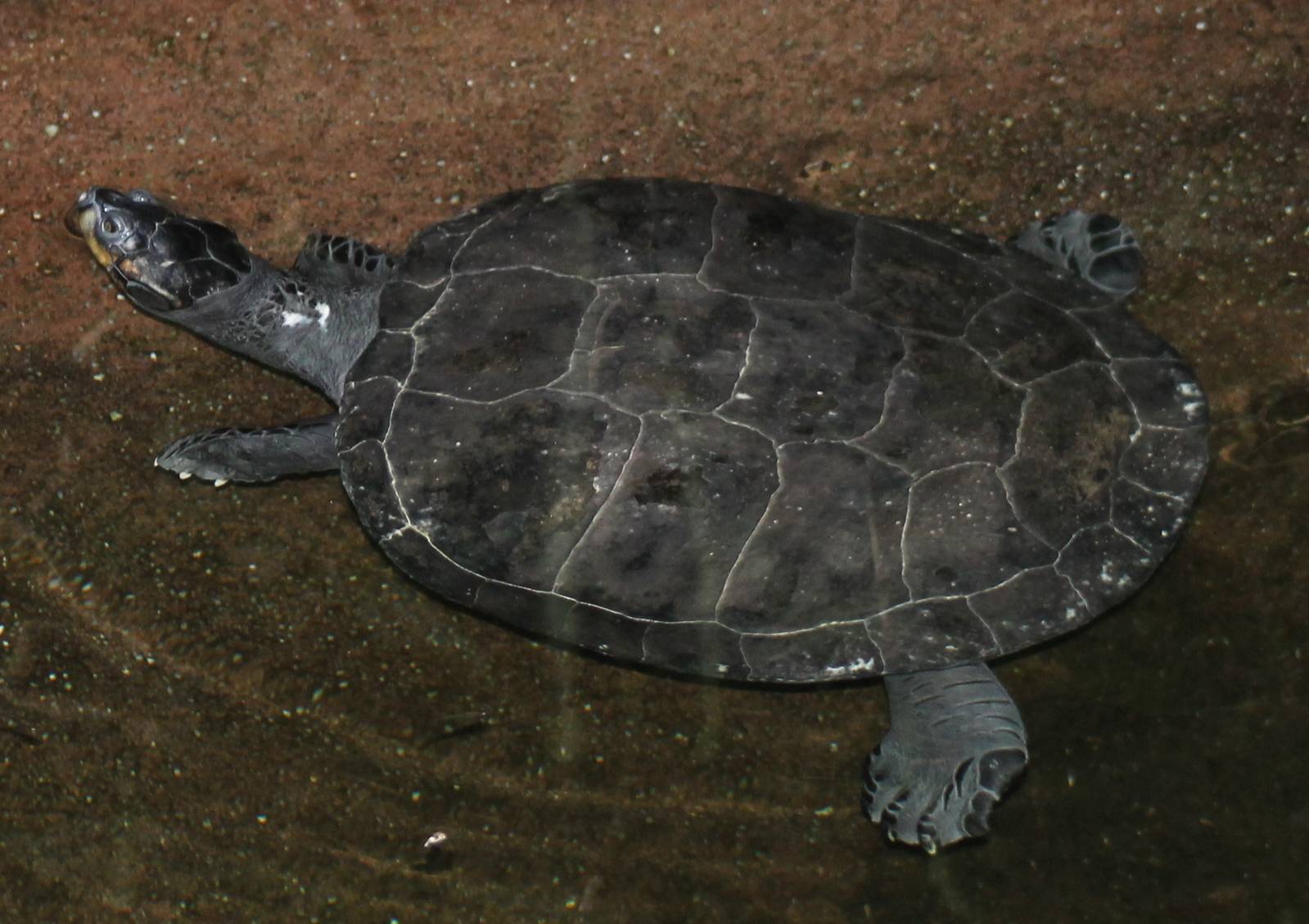 ( south american ) turtle ID needed