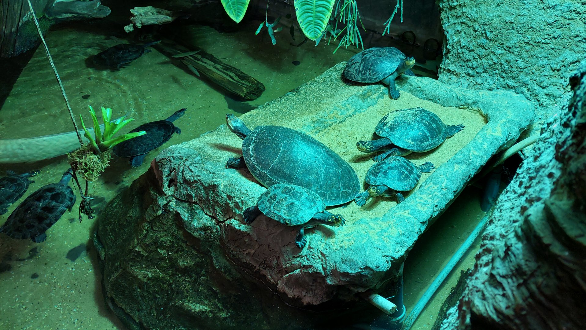 South American Turtles