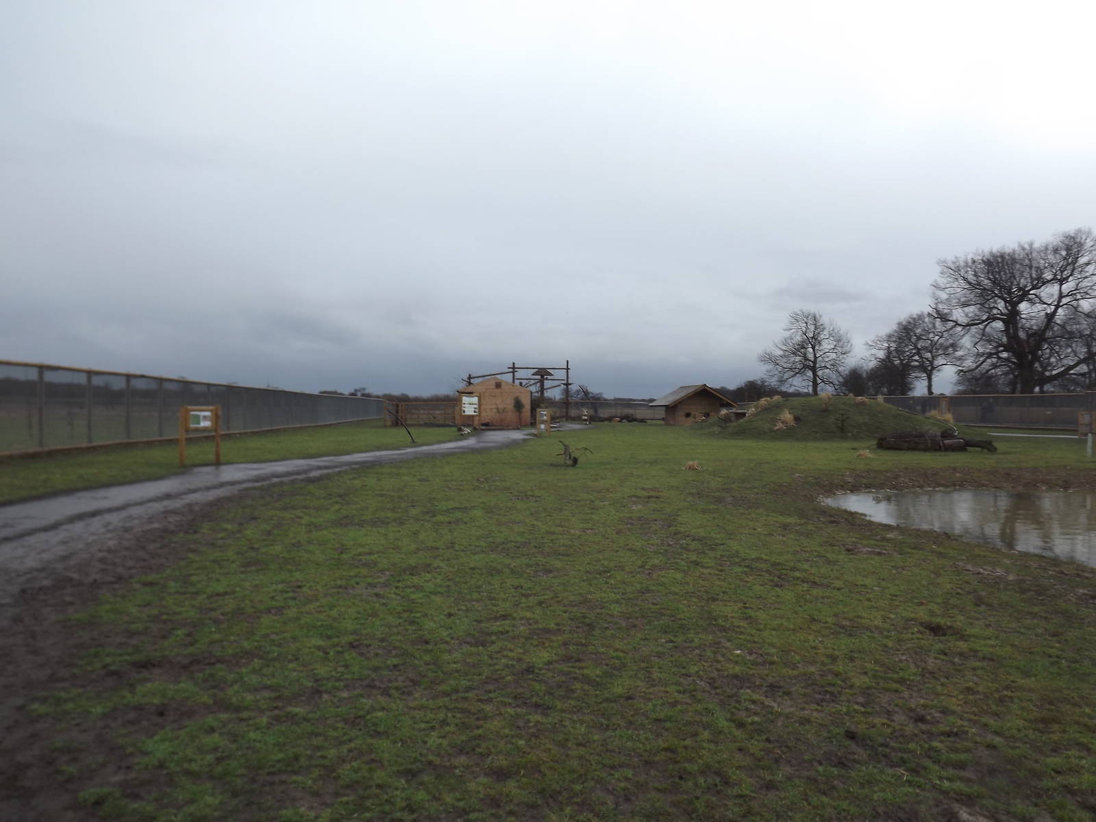 South American Viva at Yorkshire Wildlife Park 18/02/12