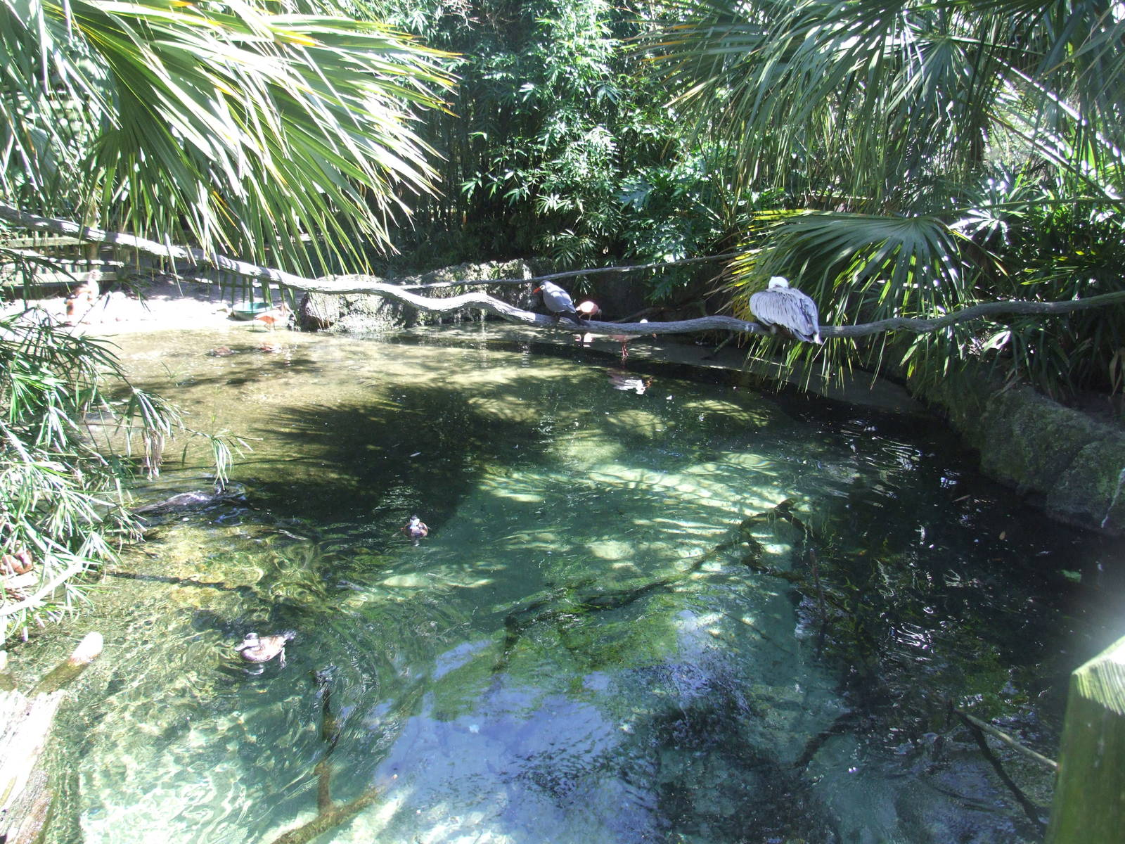 South American Walk-through Aviary at Jacksonville, 10/10/13