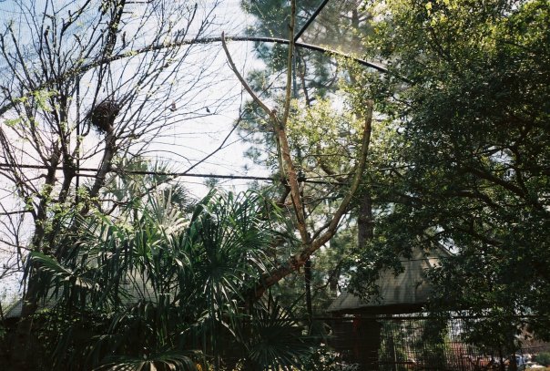 South American Walk-through Aviary