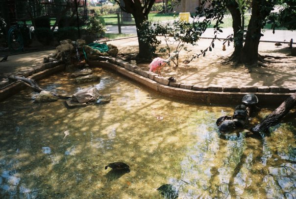 South American Walk-through Aviary