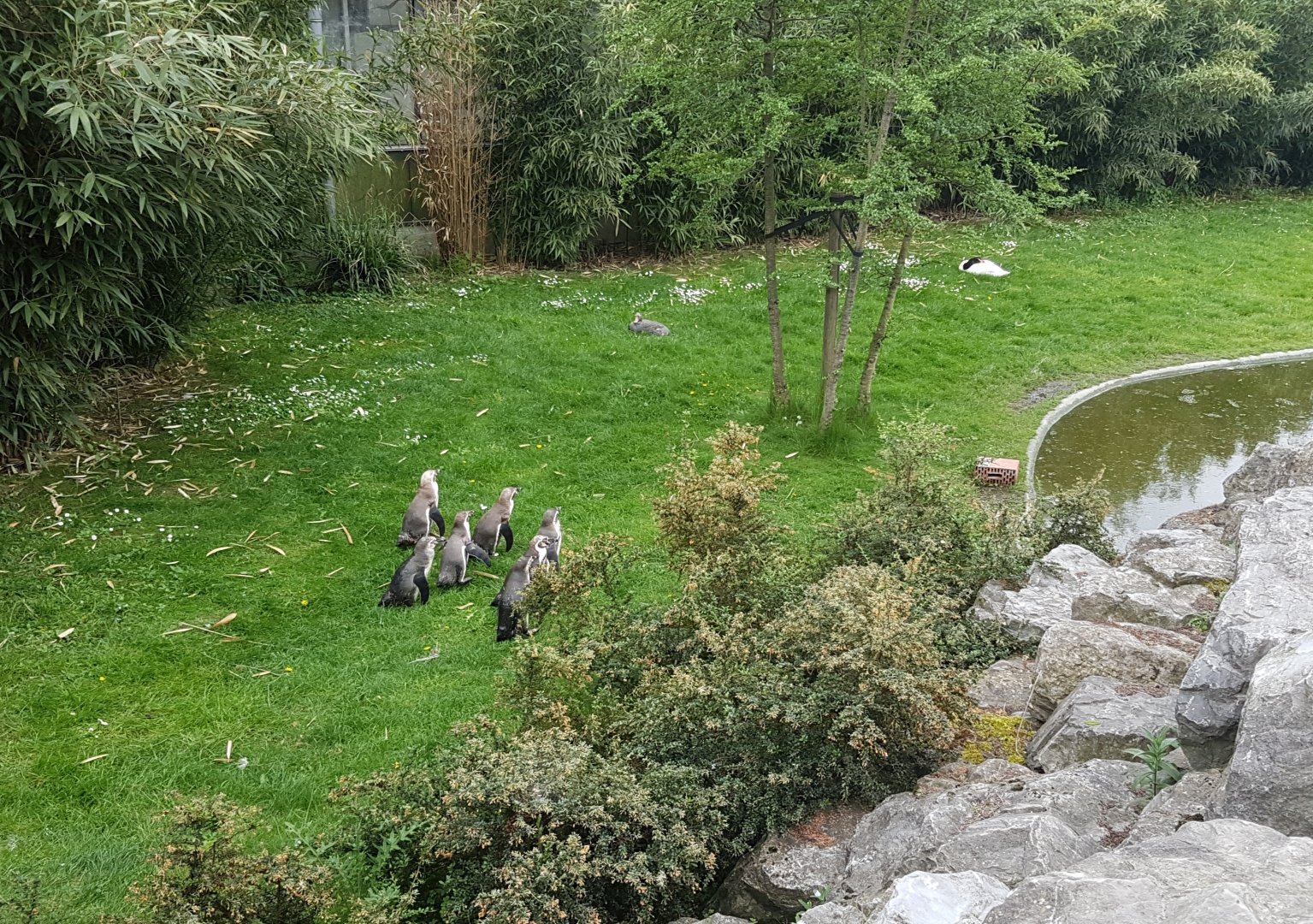 South American Walk-through aviary