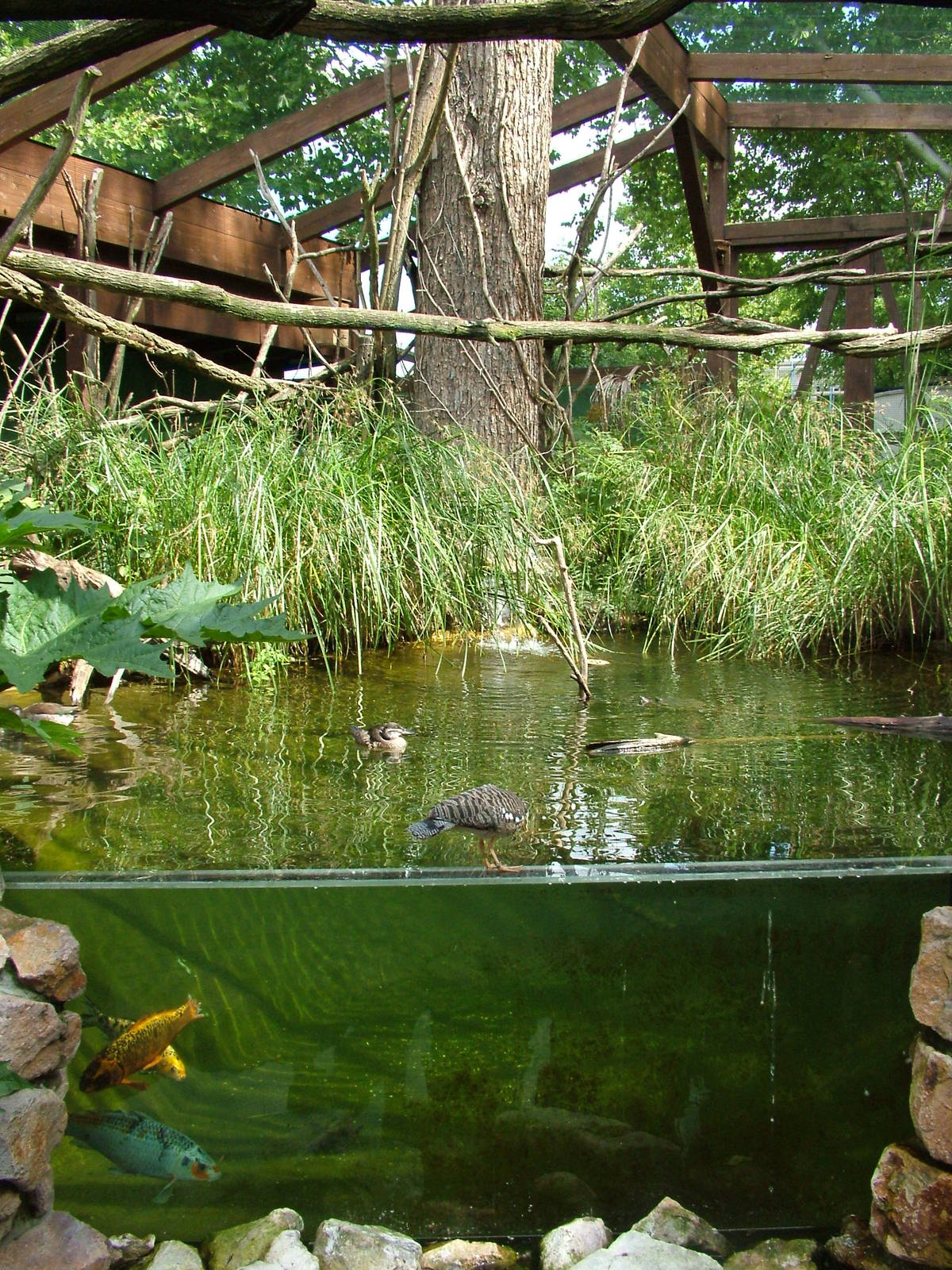 South American Walkthrough at Heidelberg, 05/09/10