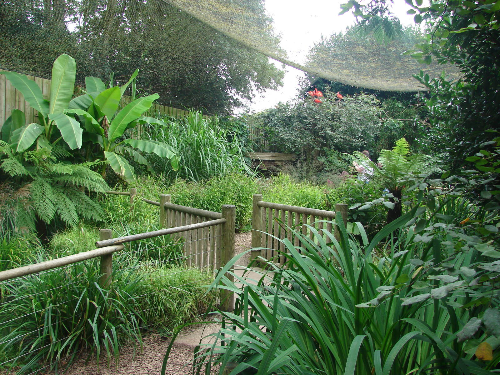 South-american walkthrough aviary