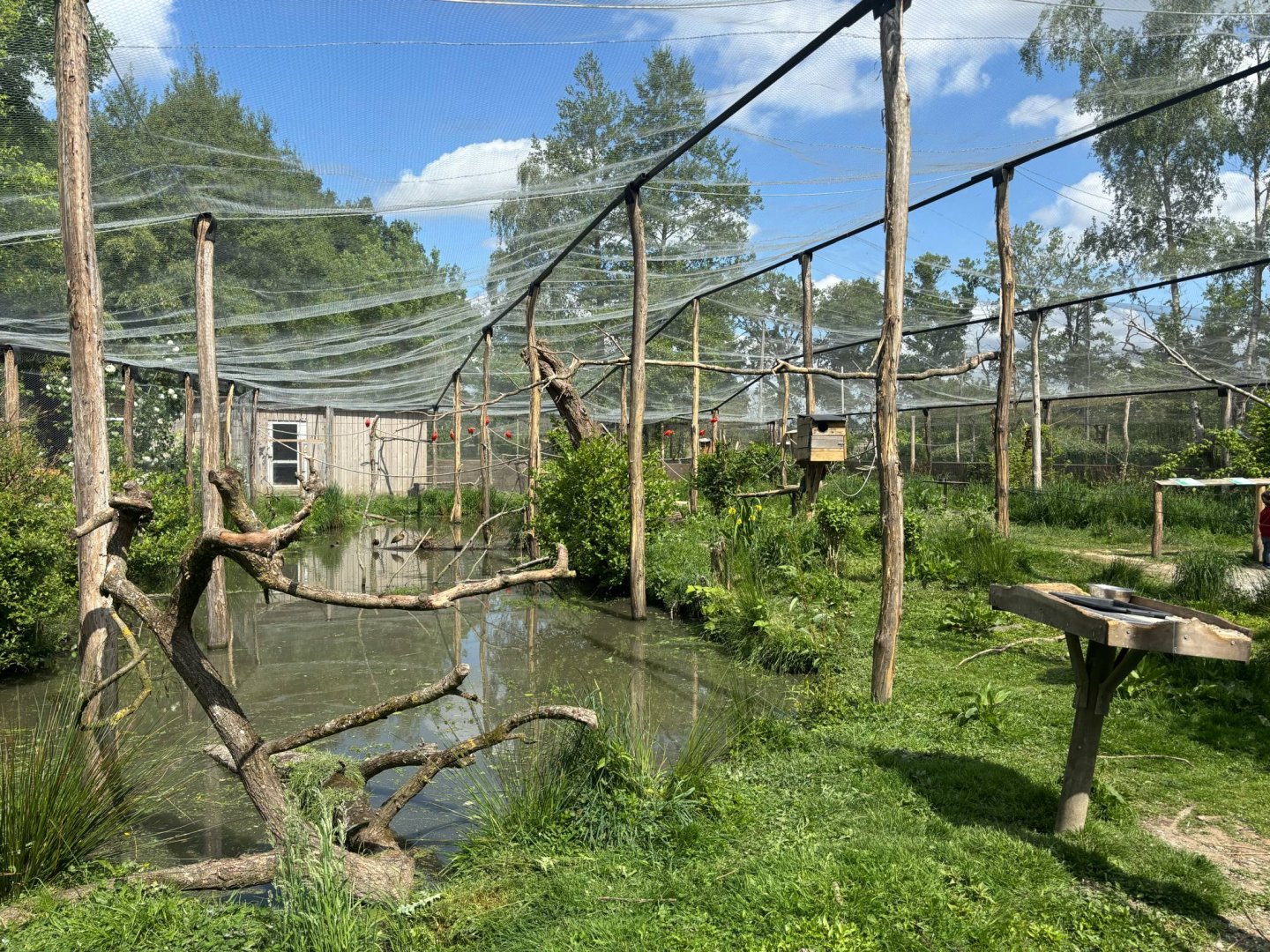 South American Walkthrough Aviary