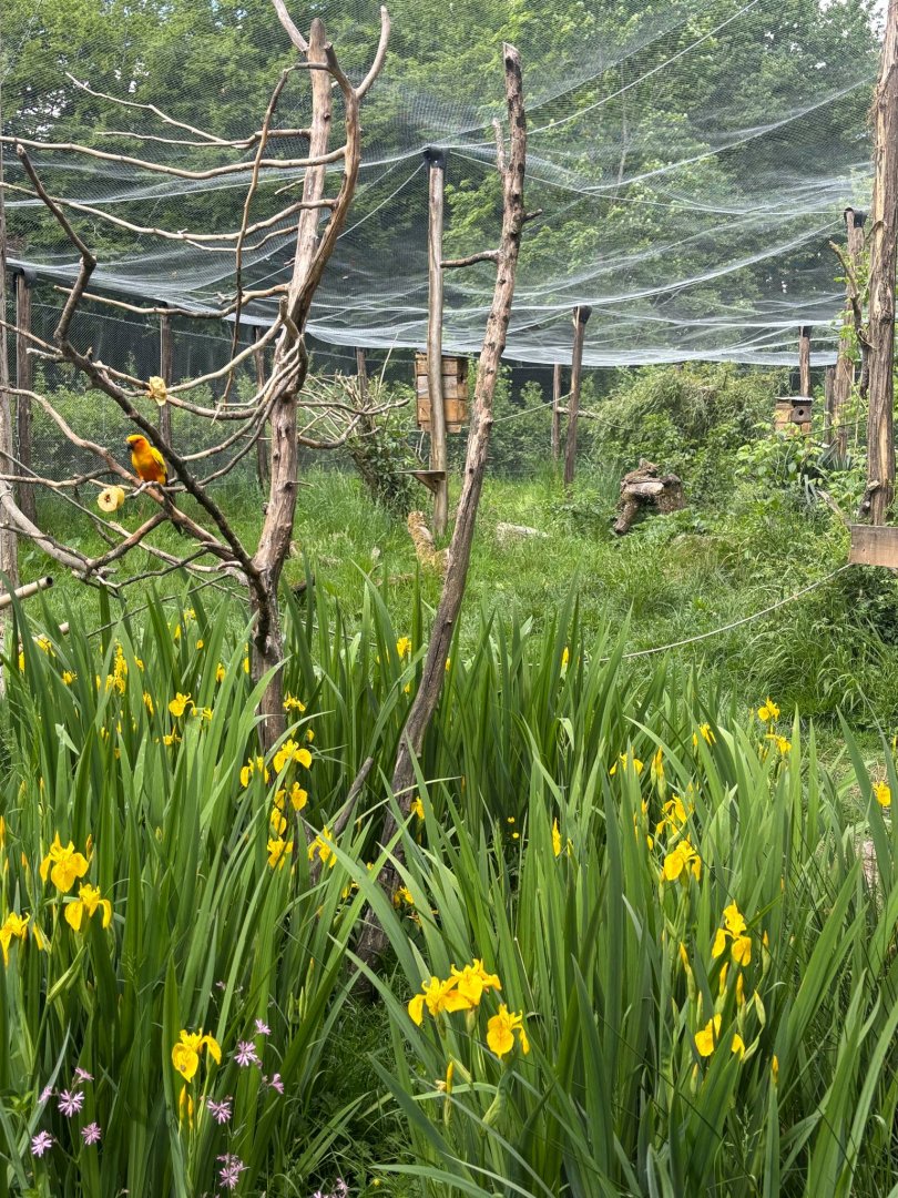 South American Walkthrough Aviary