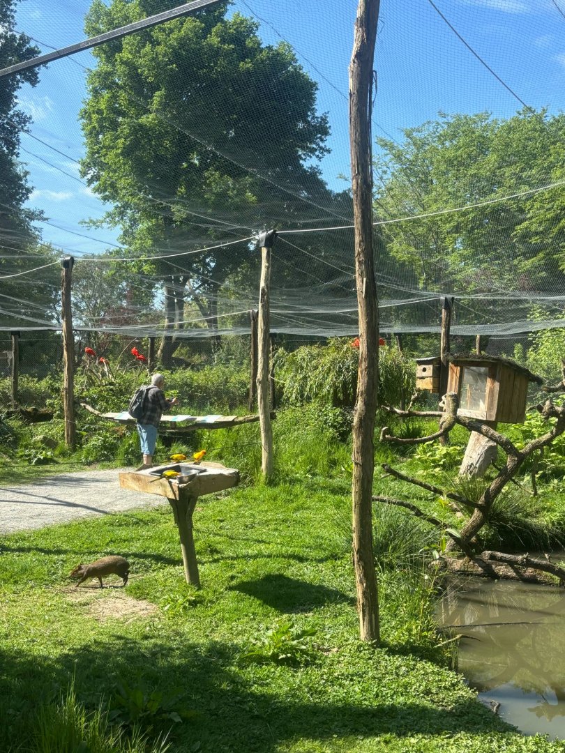 South American Walkthrough Aviary