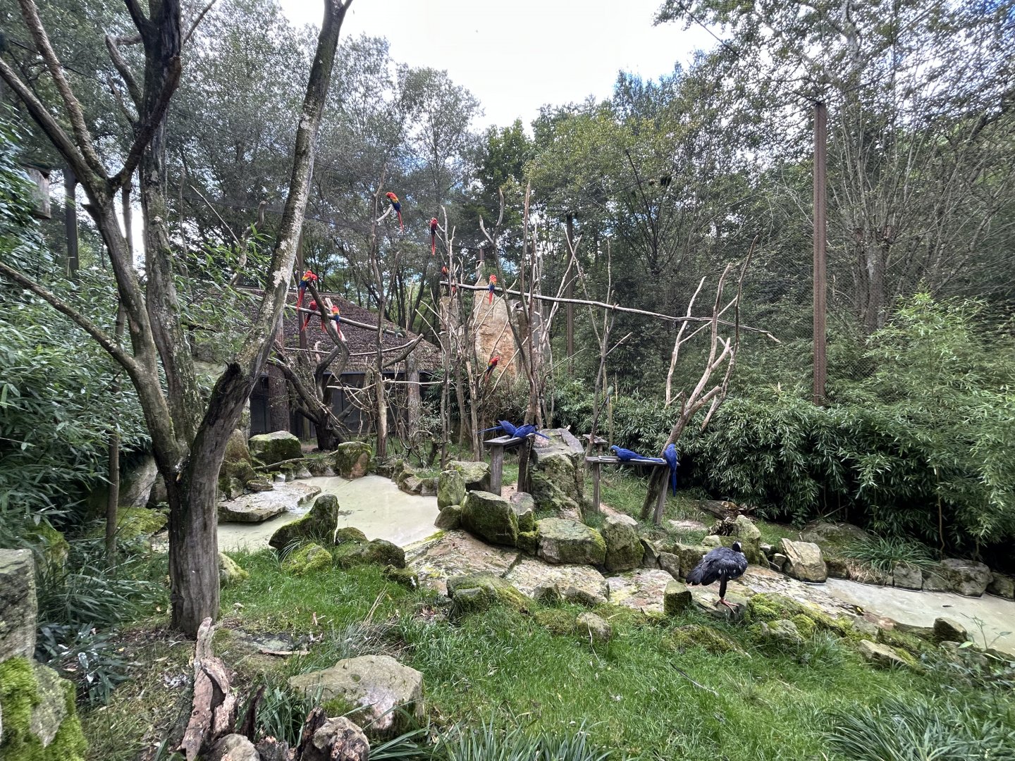 South American Walkthrough Aviary