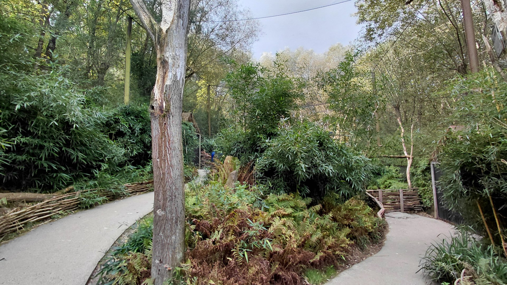 South American walkthrough aviary