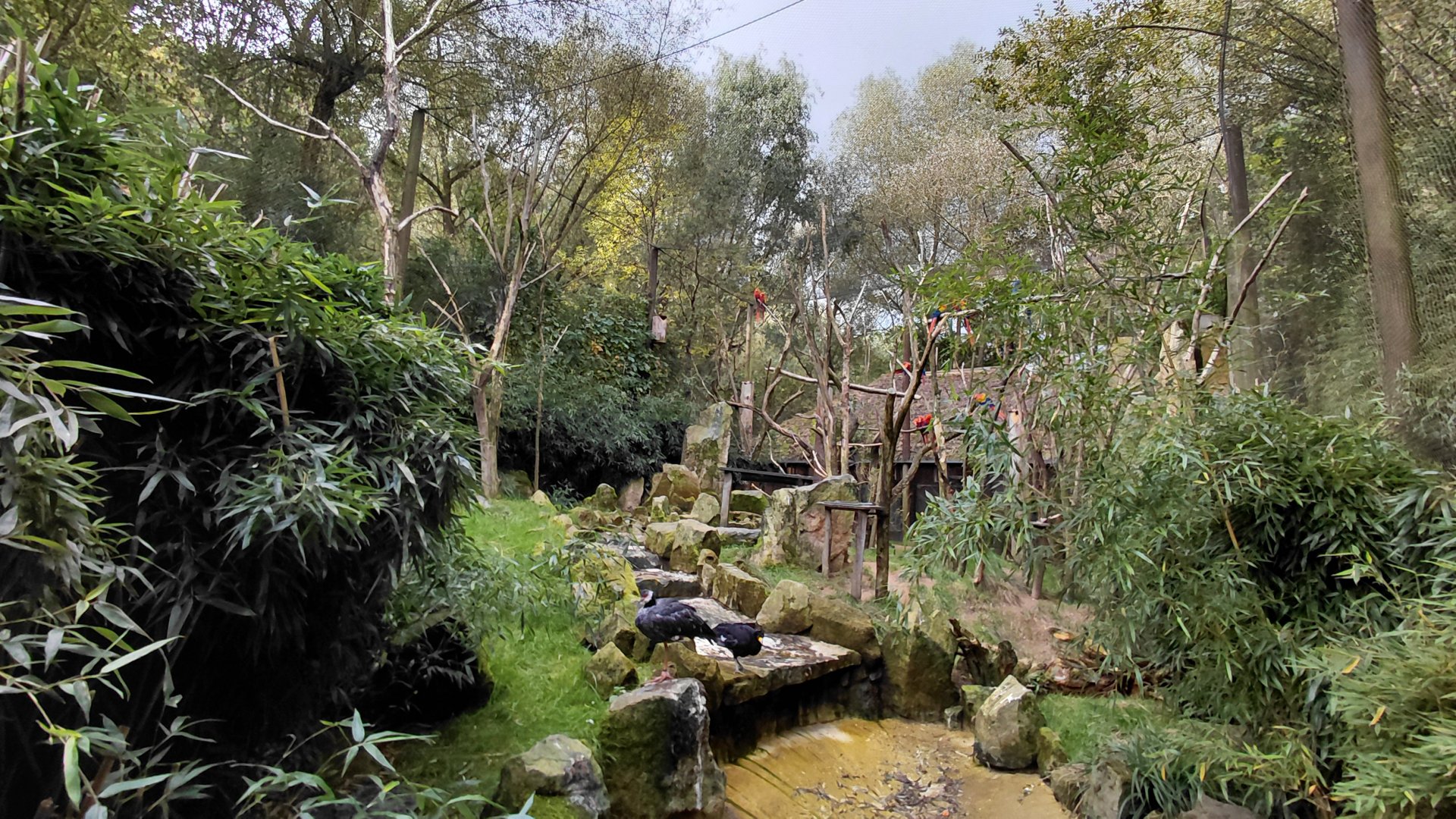 South American walkthrough aviary