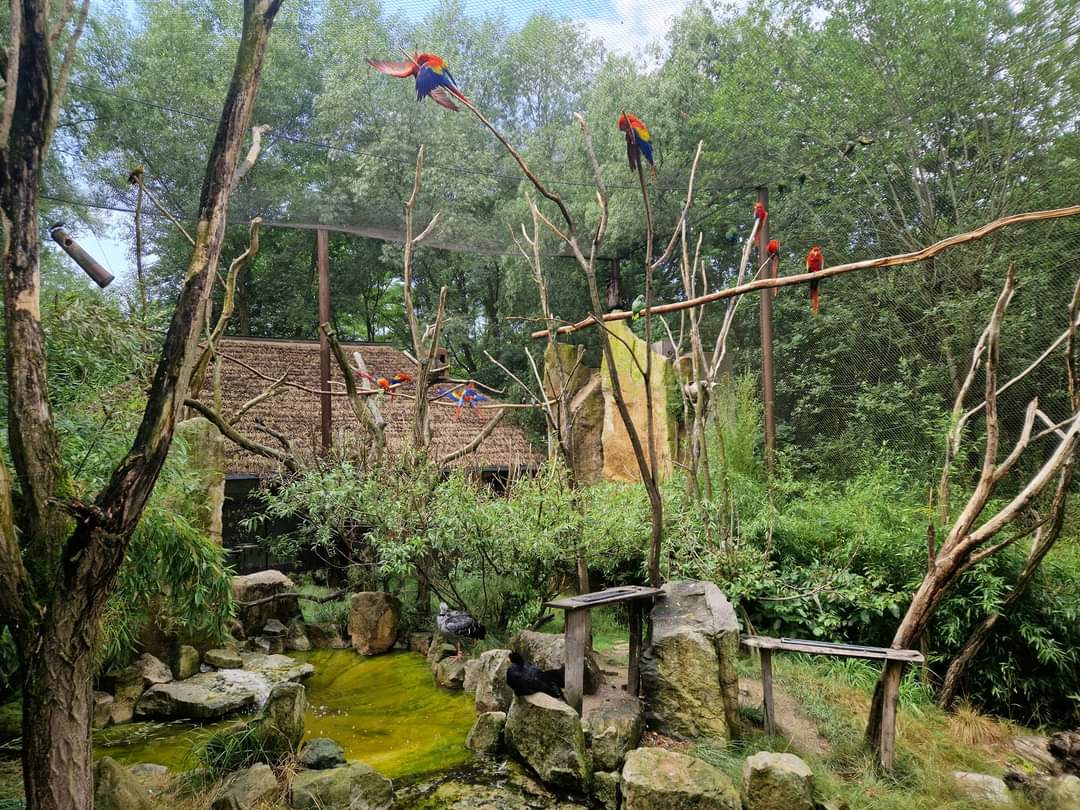 South American Walktrough aviary