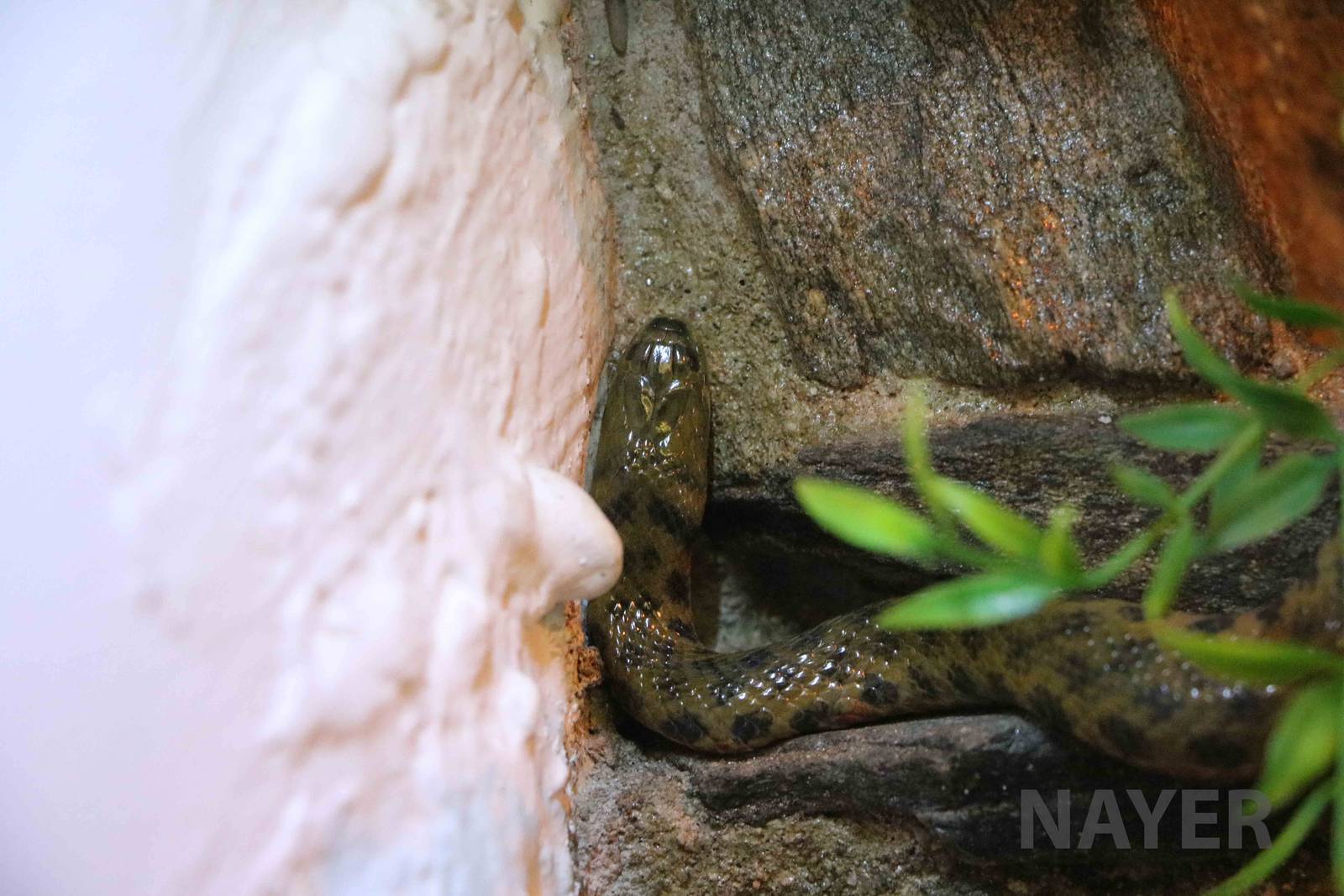 South American water snake, Serpentario Machaqway - April 2016.