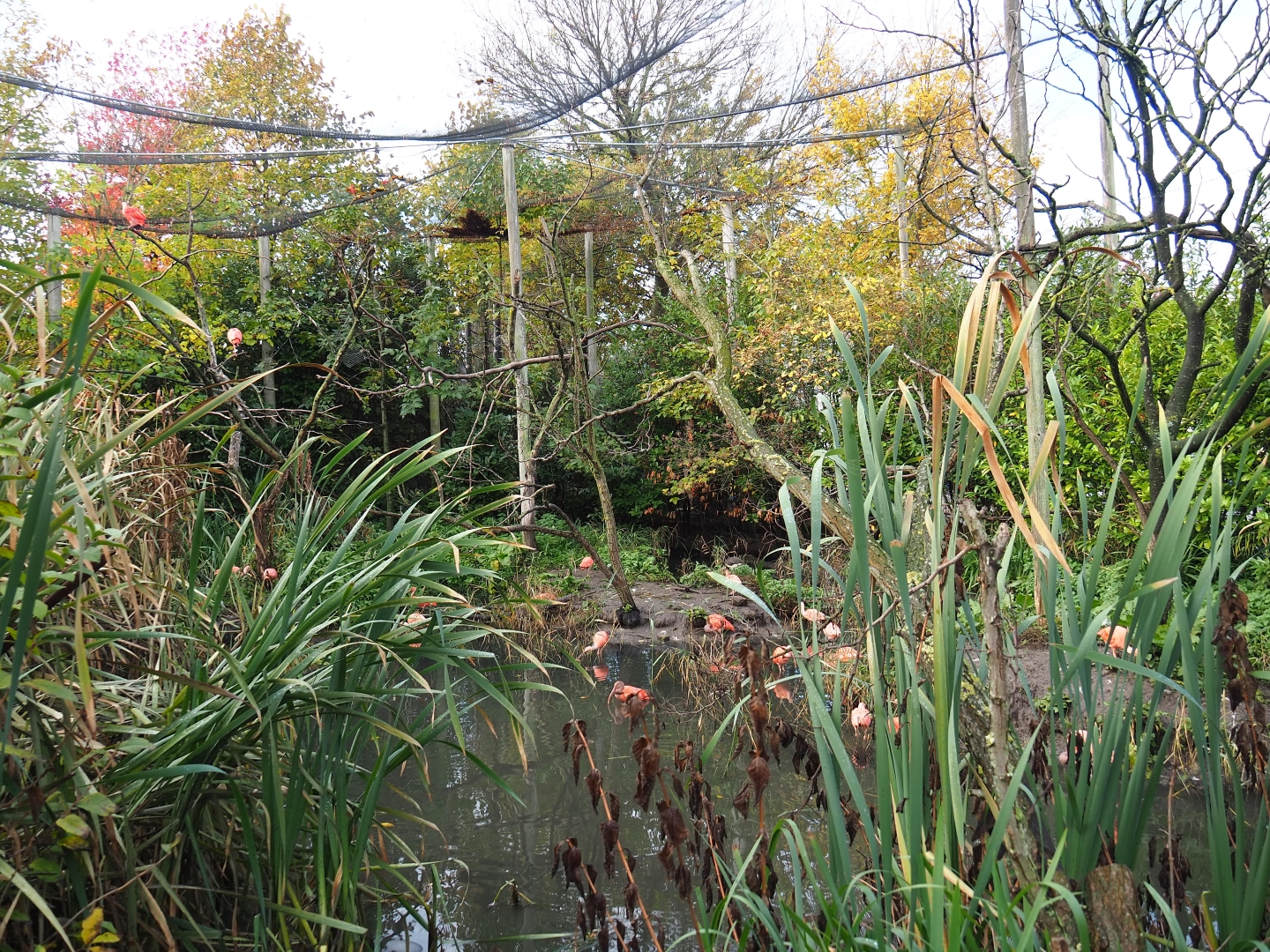 South American waterfowl aviary (Nov 10th, 2018)