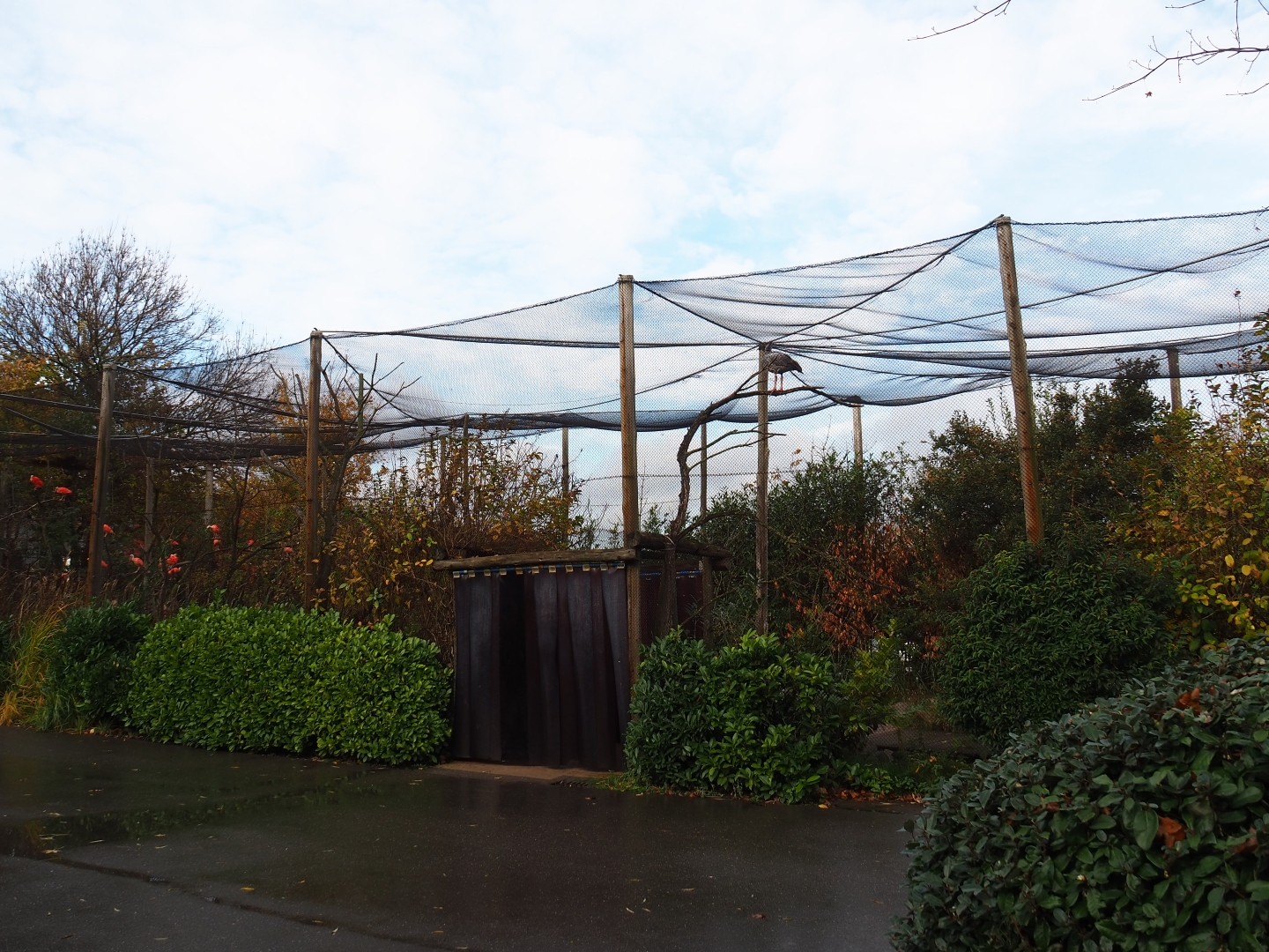 South American waterfowl aviary (Nov 10th, 2018)