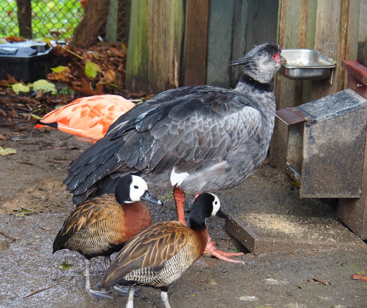 South American waterfowl feeding (Nov 10th, 2018)