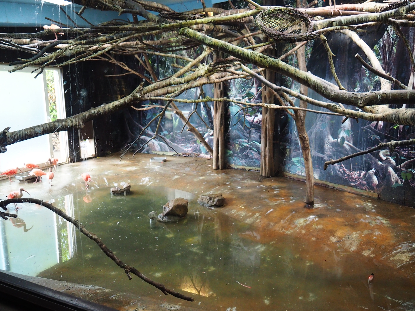 South American waterfowl indoor aviary (Nov 10th, 2018)