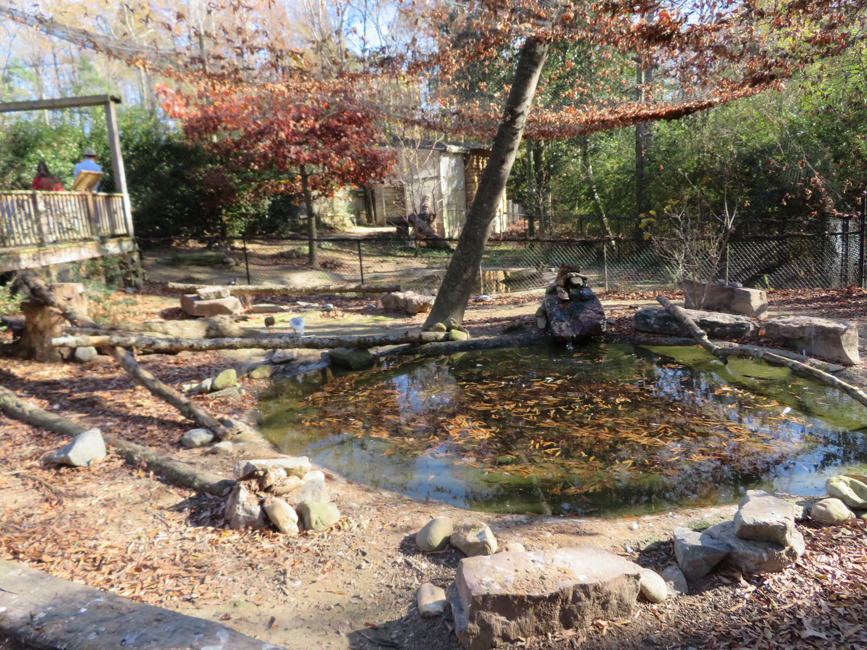 South American Waterfowl Yard