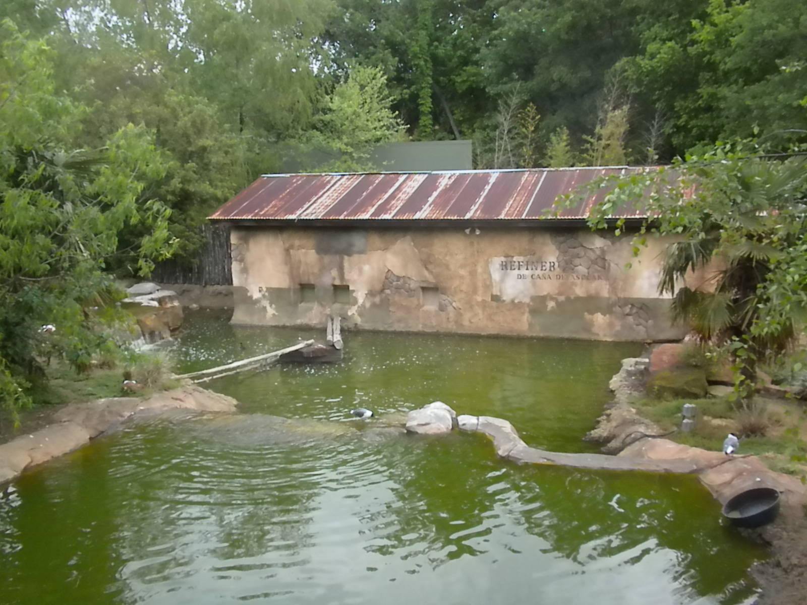 South American waterfowl