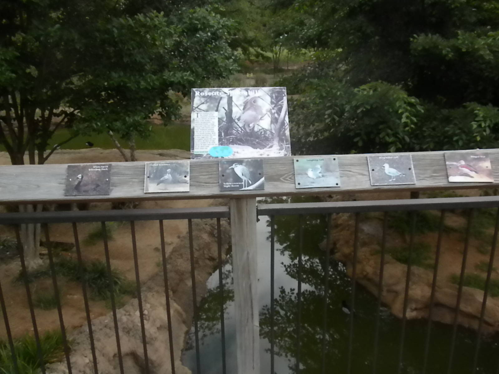 South American waterfowl