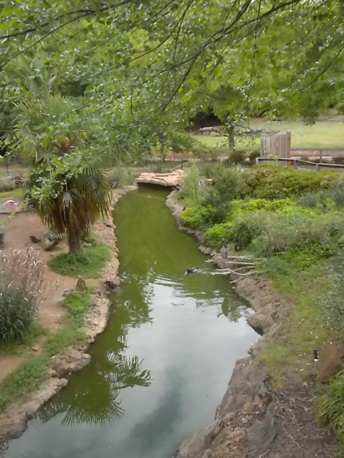 South American waterfowl