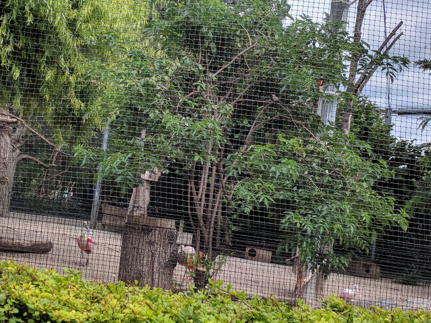 South American Wetlands Aviary