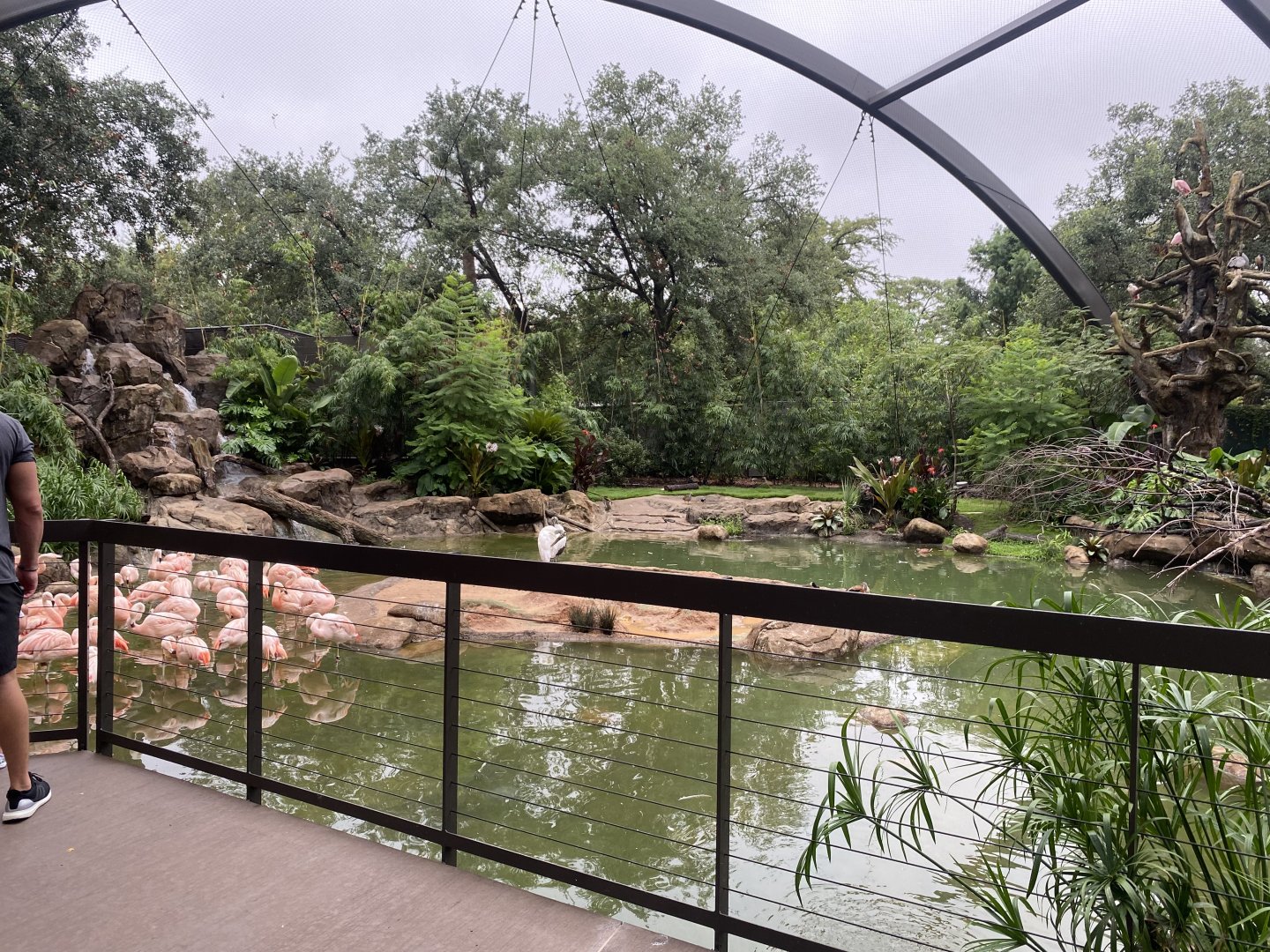 South American Wetlands Aviary