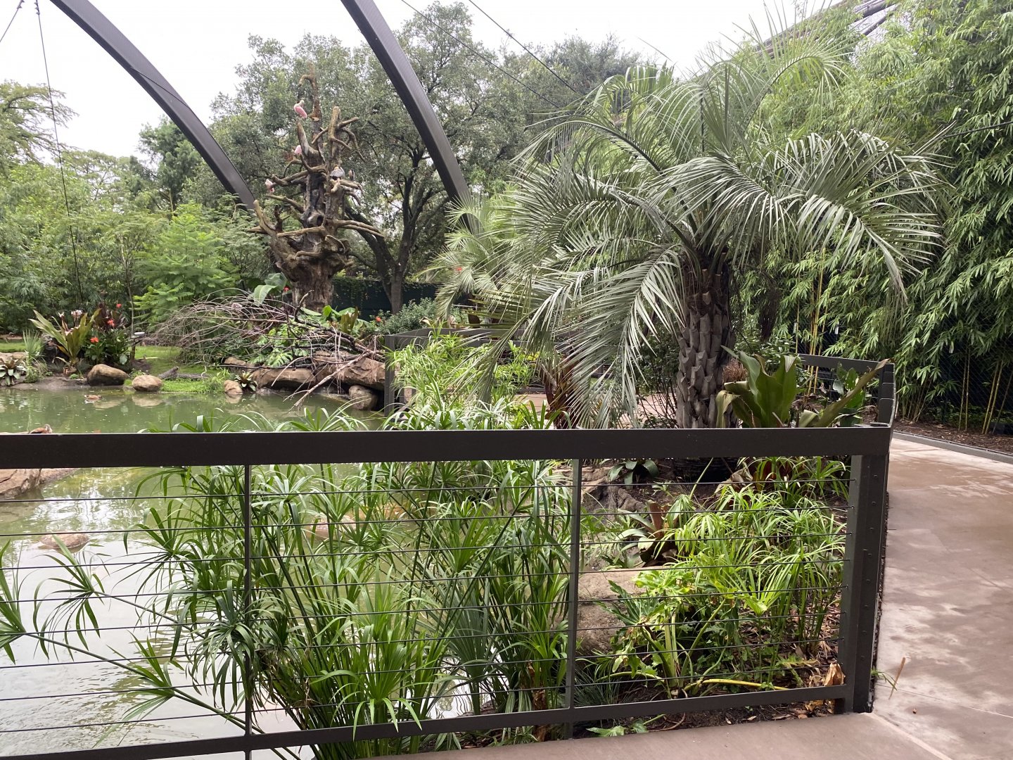 South American Wetlands Aviary