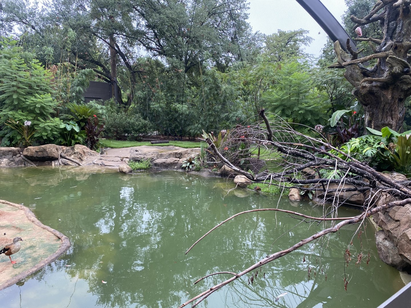 South American Wetlands Aviary