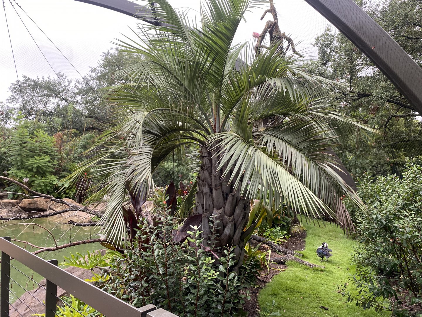 South American Wetlands Aviary