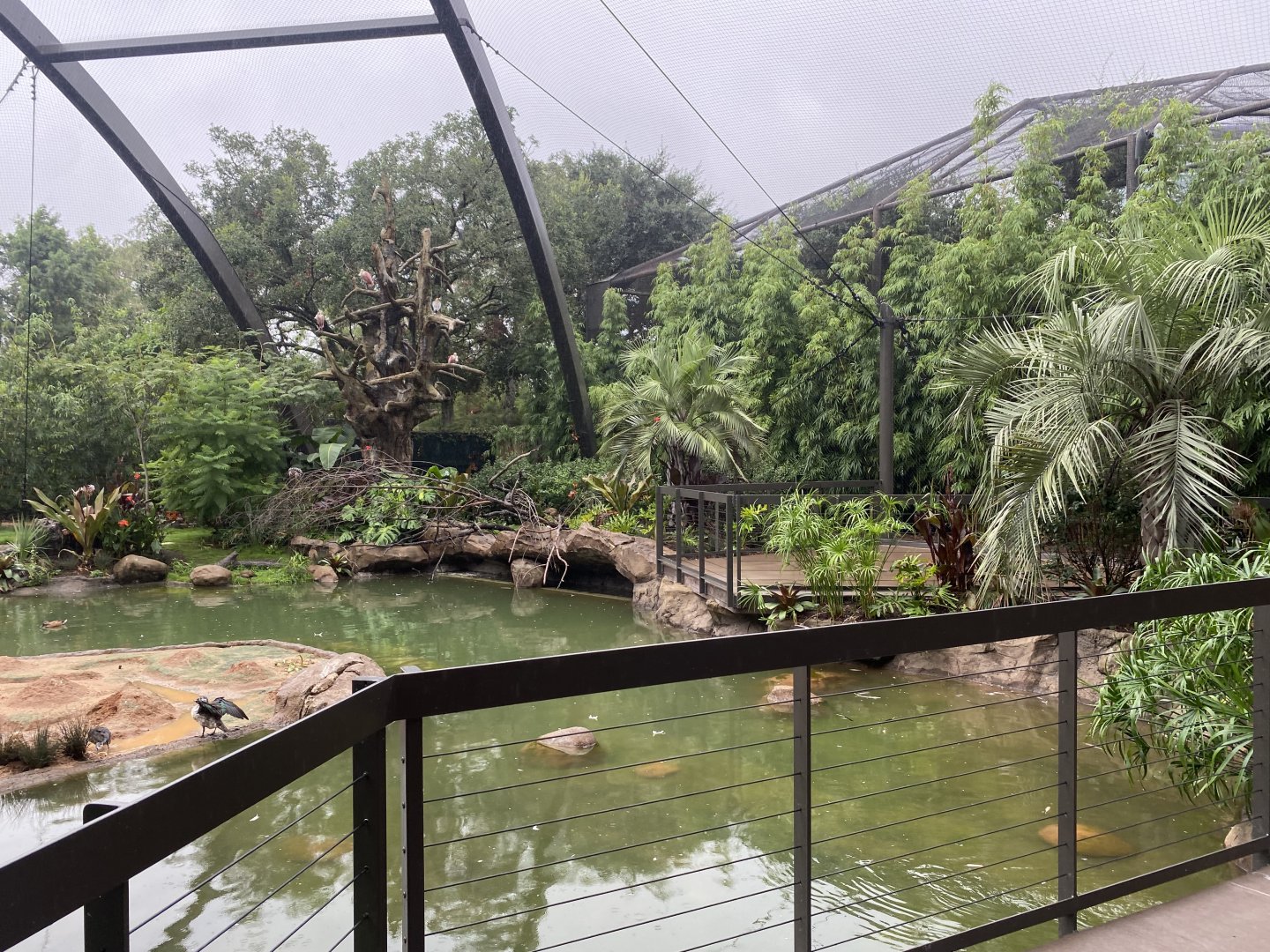 South American Wetlands Aviary