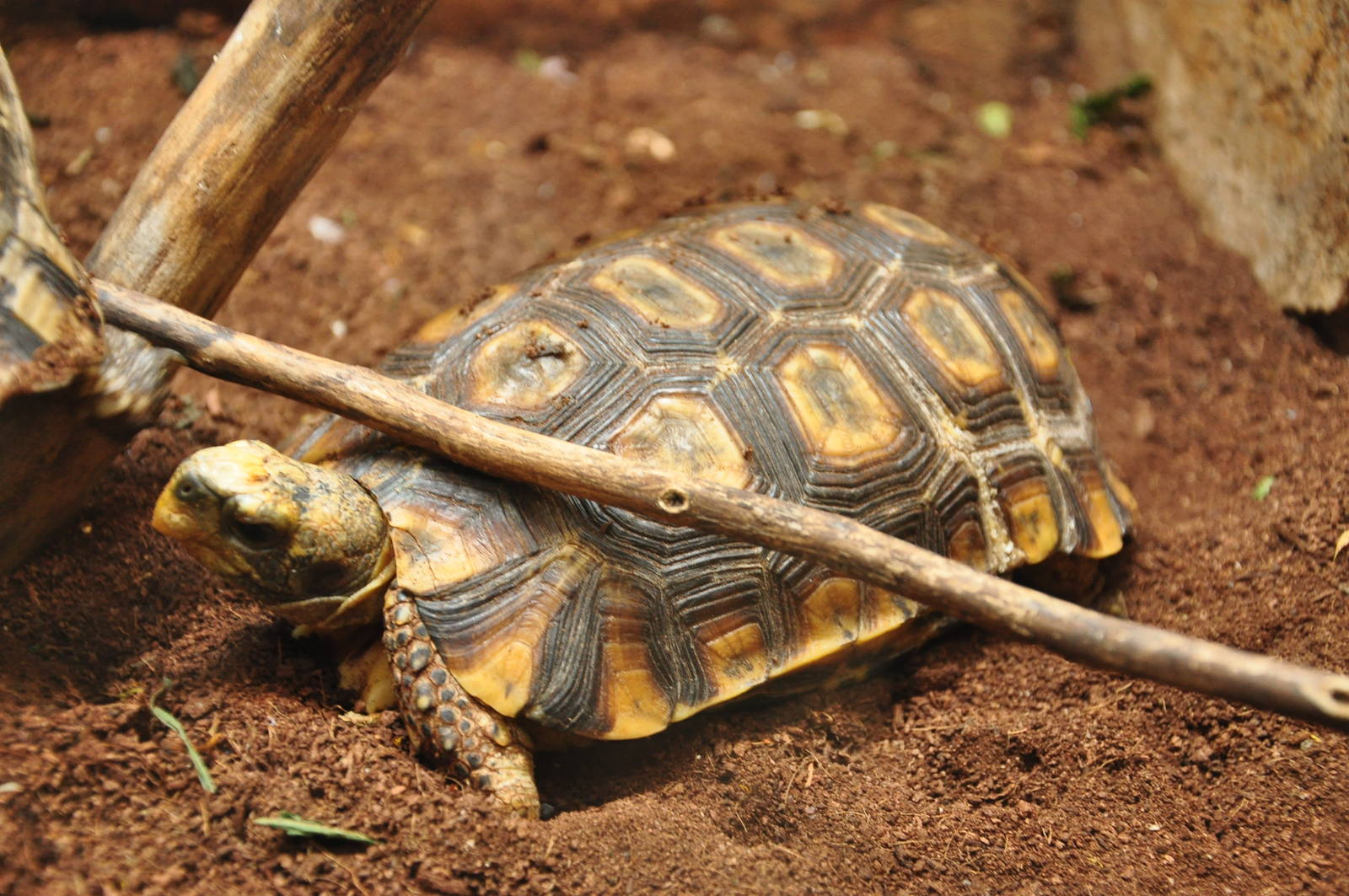 South American yellow-footed tortoise/ Chelonoidis denticulata