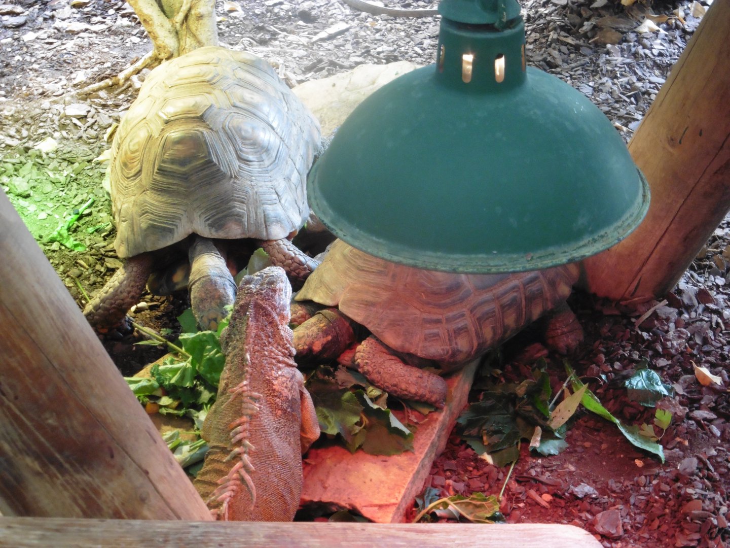 South American Yellow-footed Tortoise