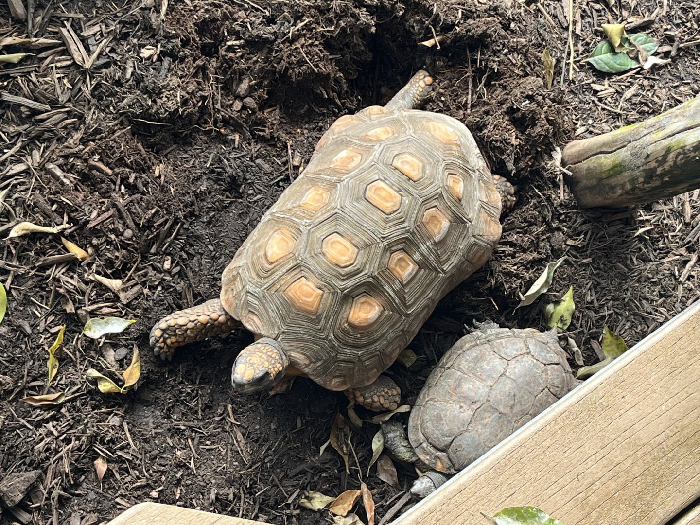 South American Yellow-Footed Tortoise