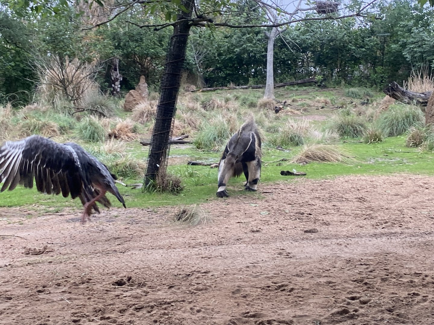 South America’s Pantanal- Crested Screamed Vs. Giant Anteater