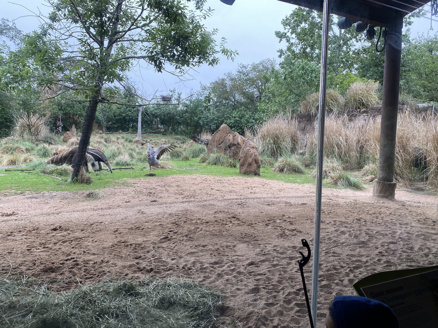 South America’s Pantanal- Crested Screamer Vs. Giant Anteater