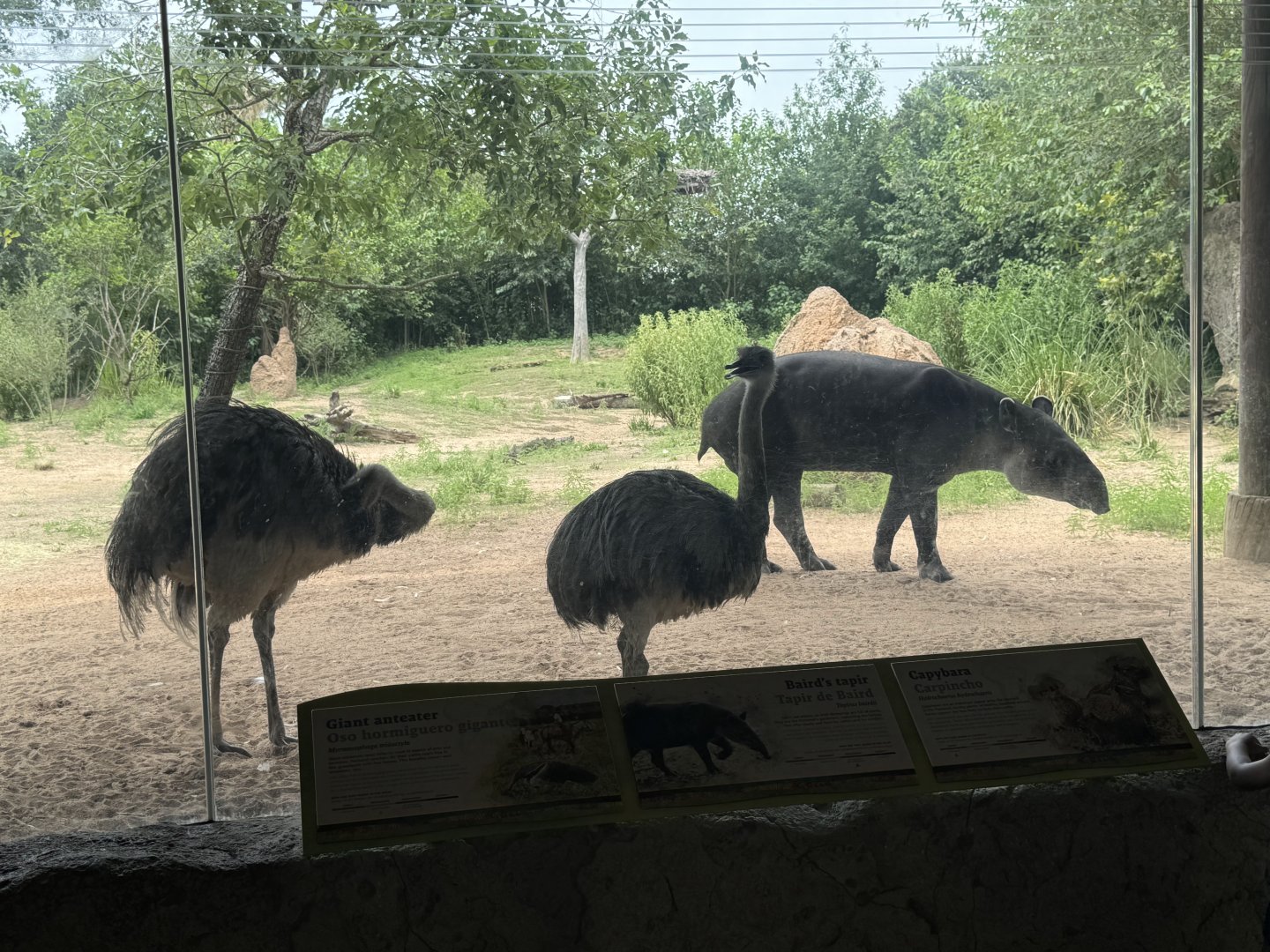 South America's Pantanal - Greater Rhea and Baird's Tapir (7/3/24)
